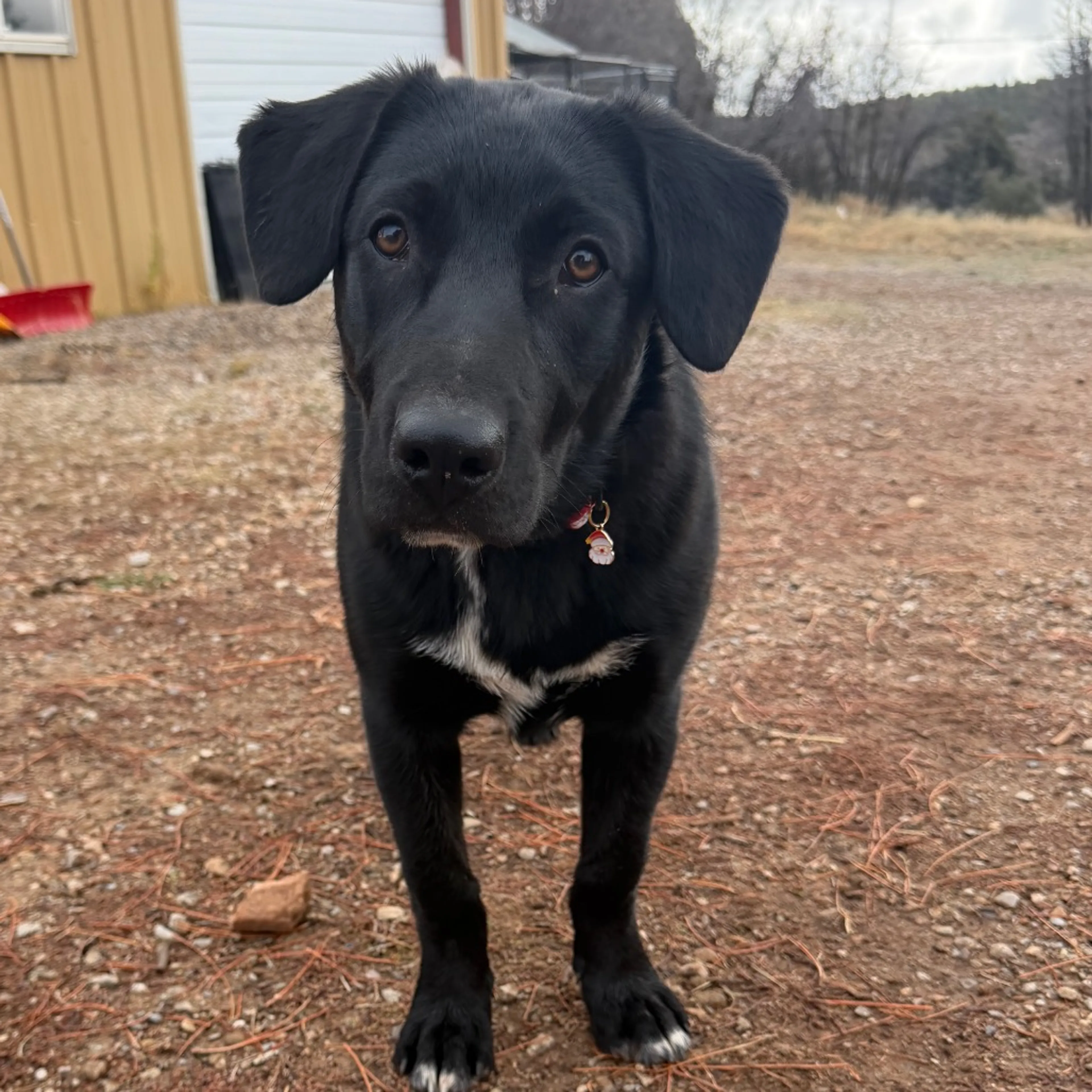 Found pet-18