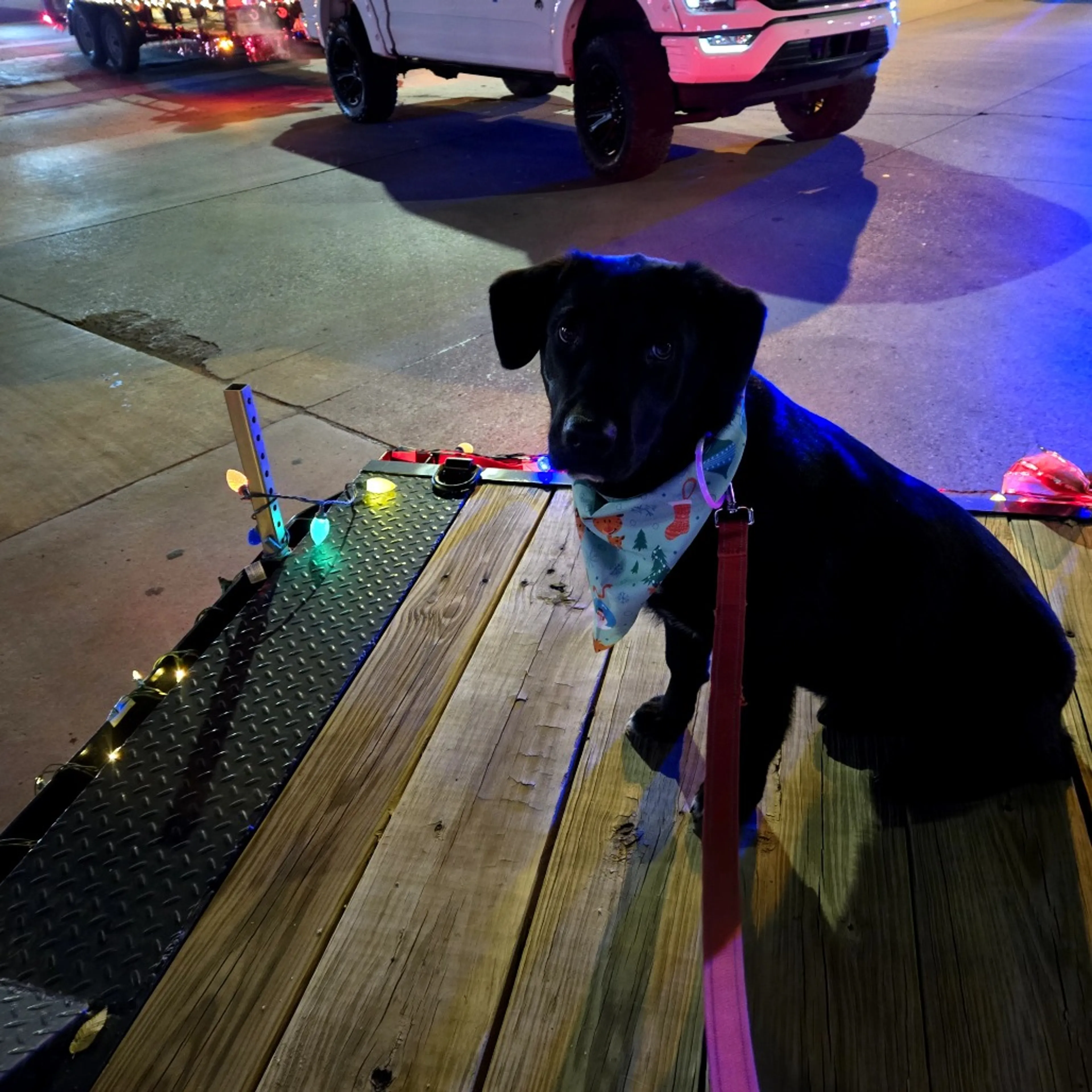 Found pet-28
