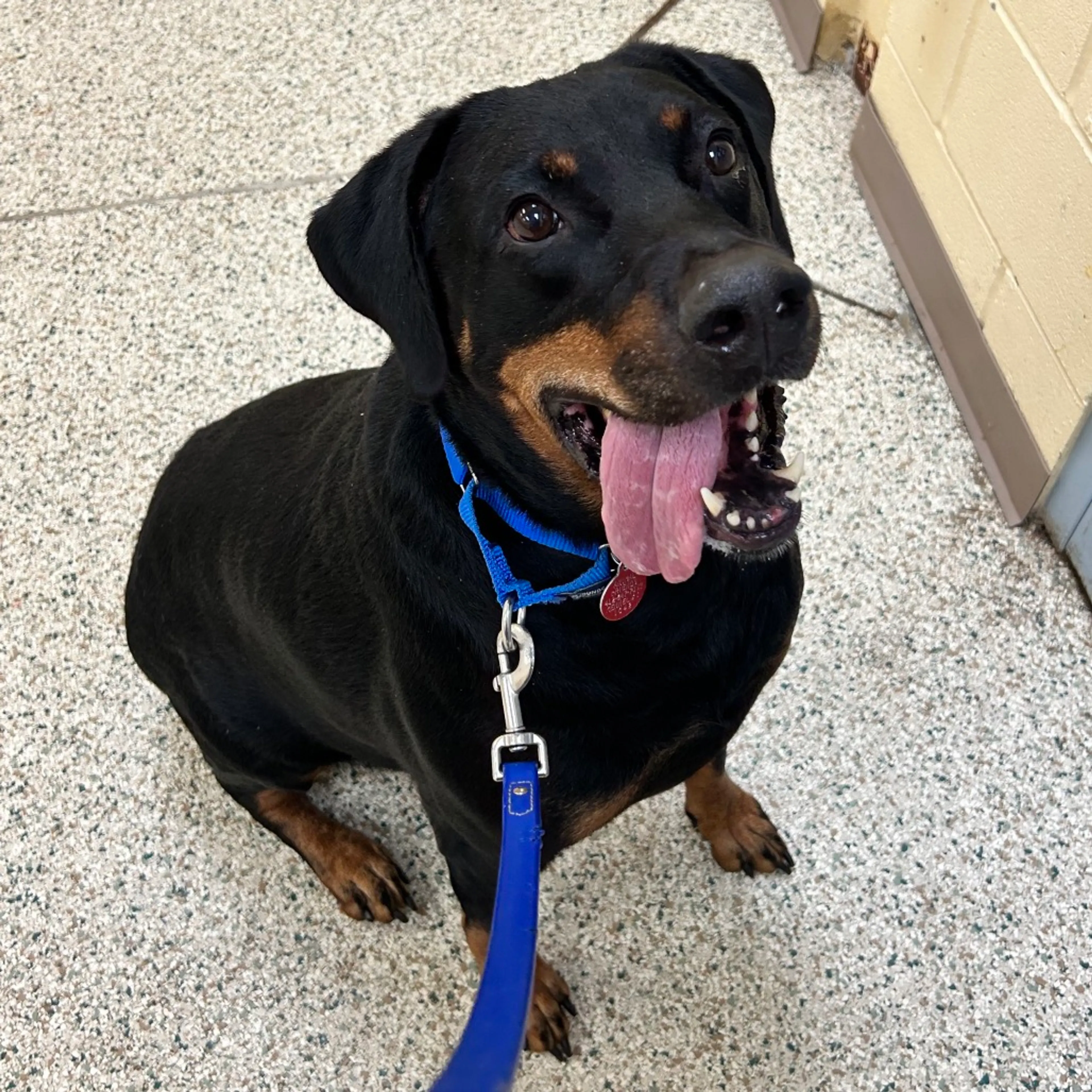 Found pet-4