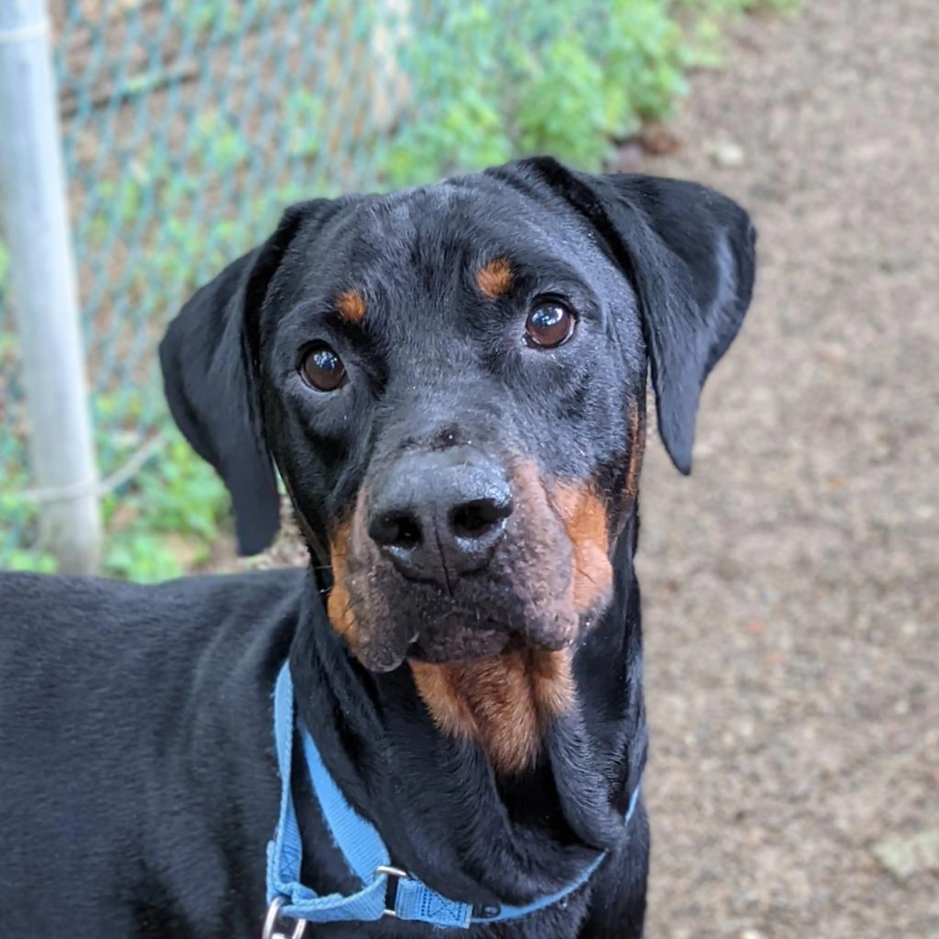 Found pet-3