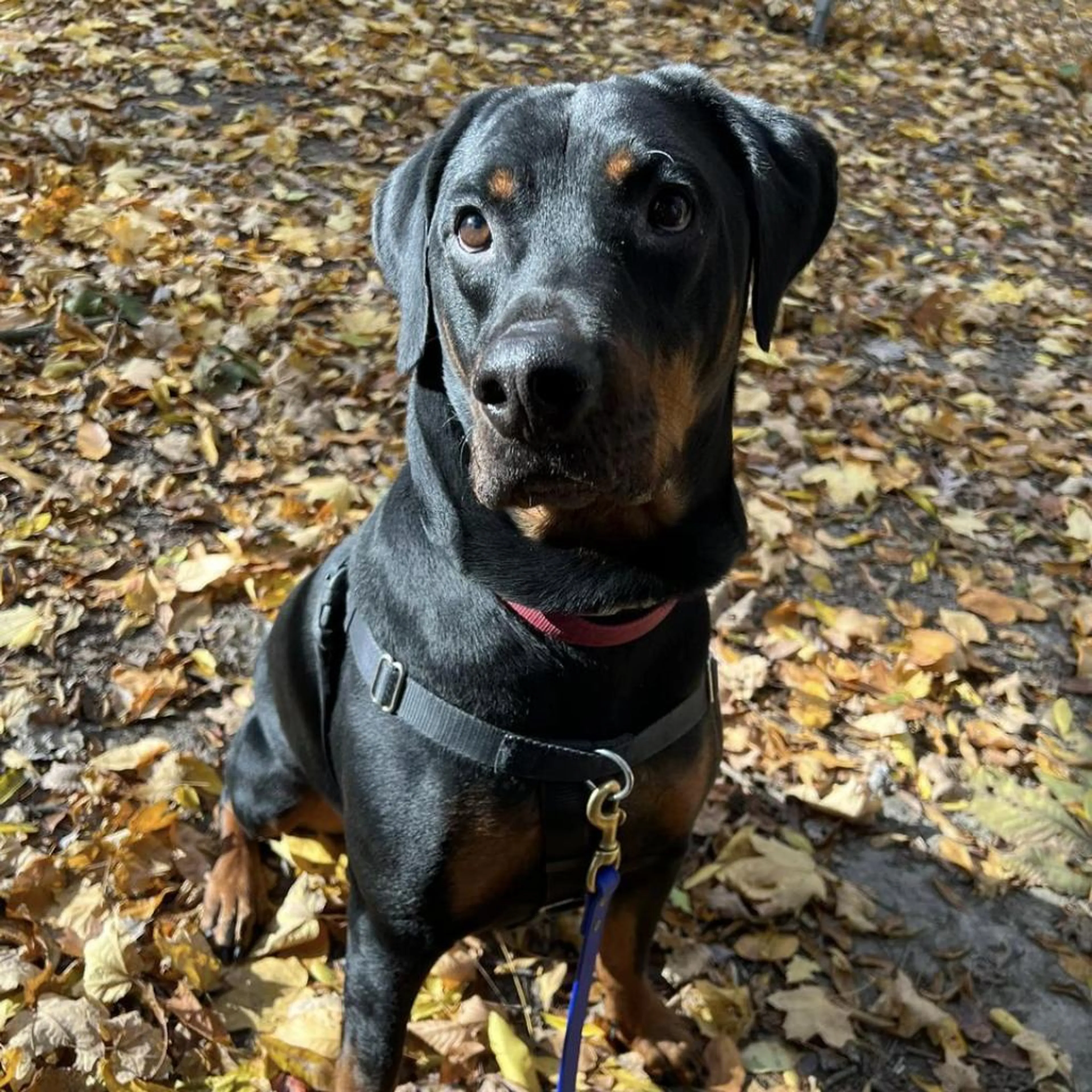 Found pet-1