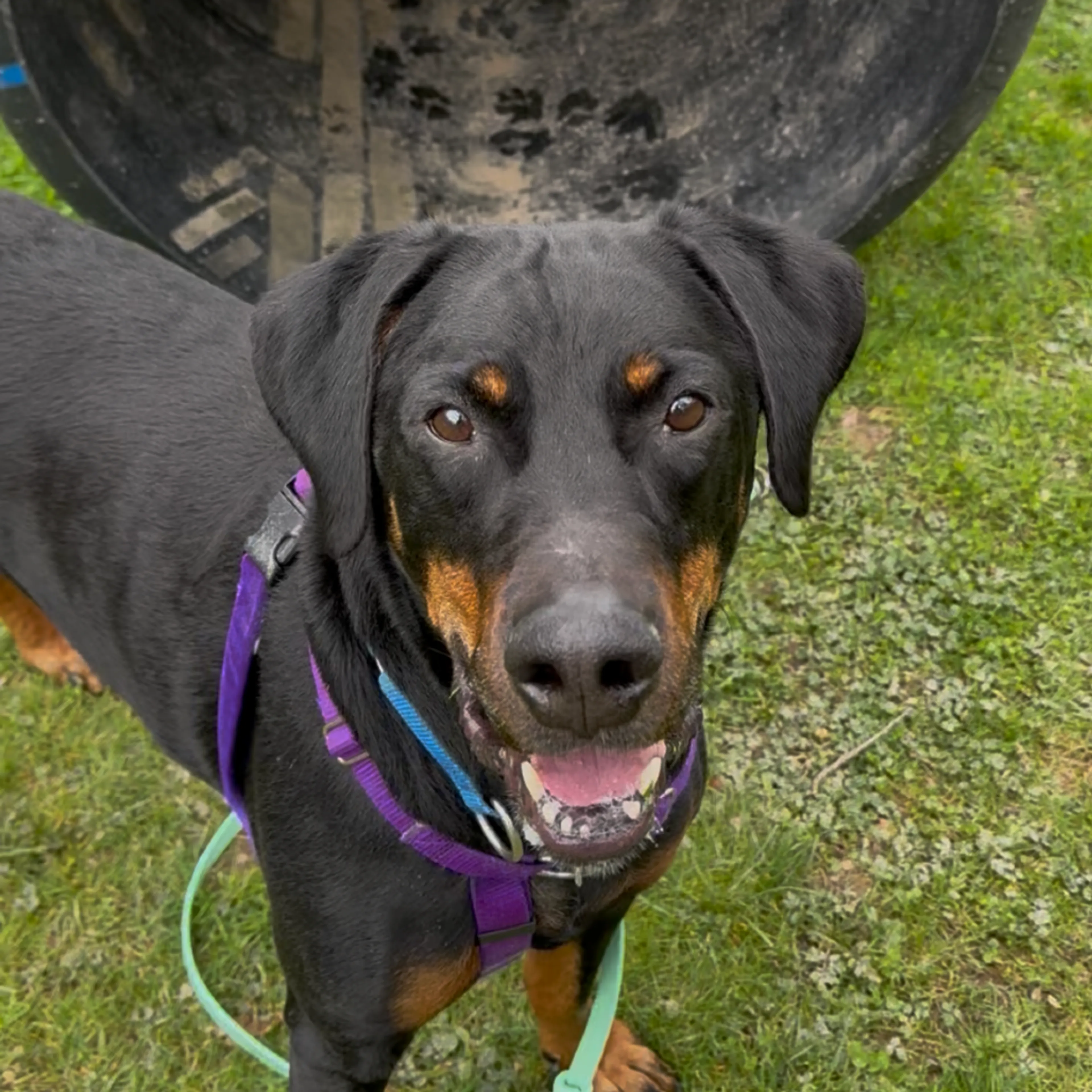 Found pet-7