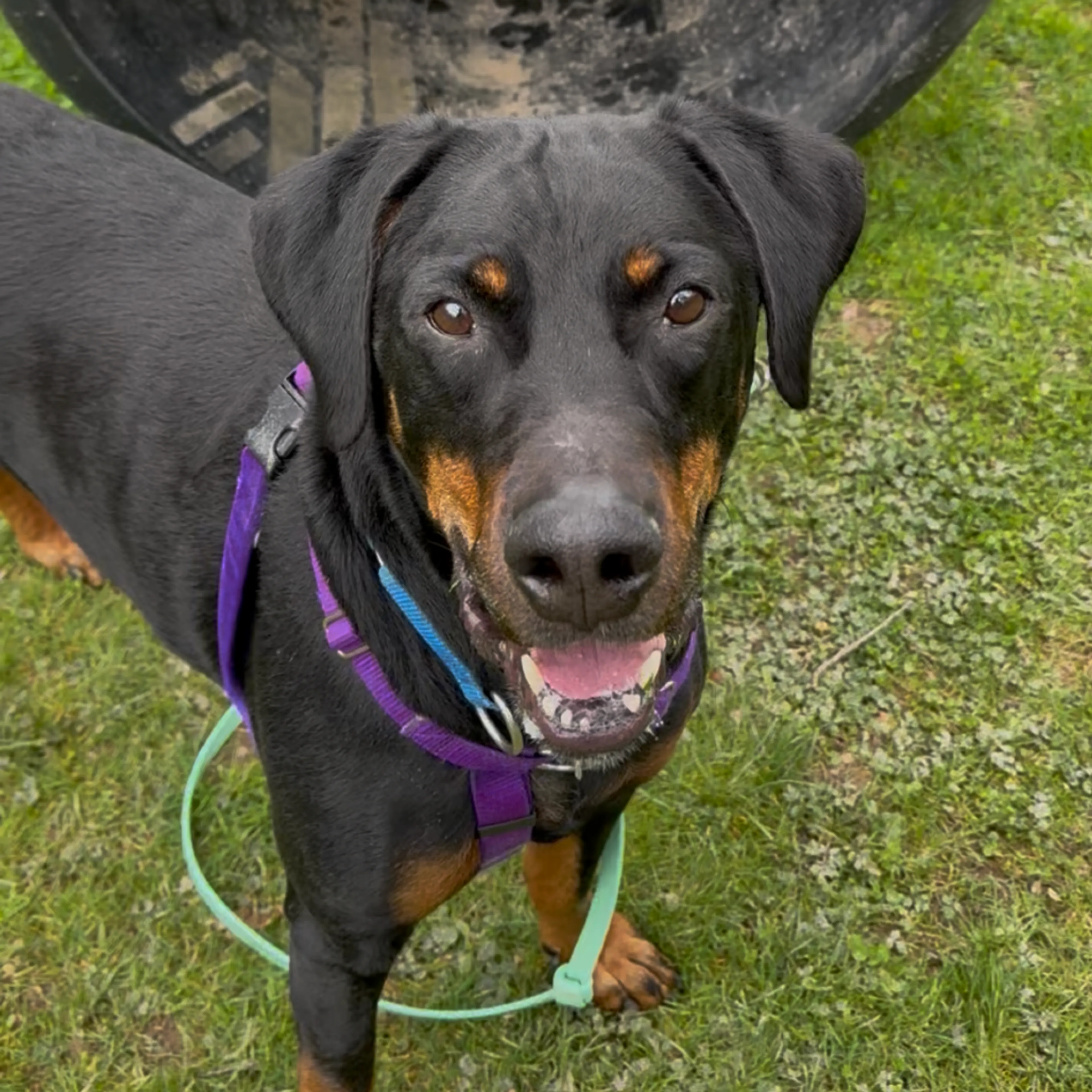 Found pet-8