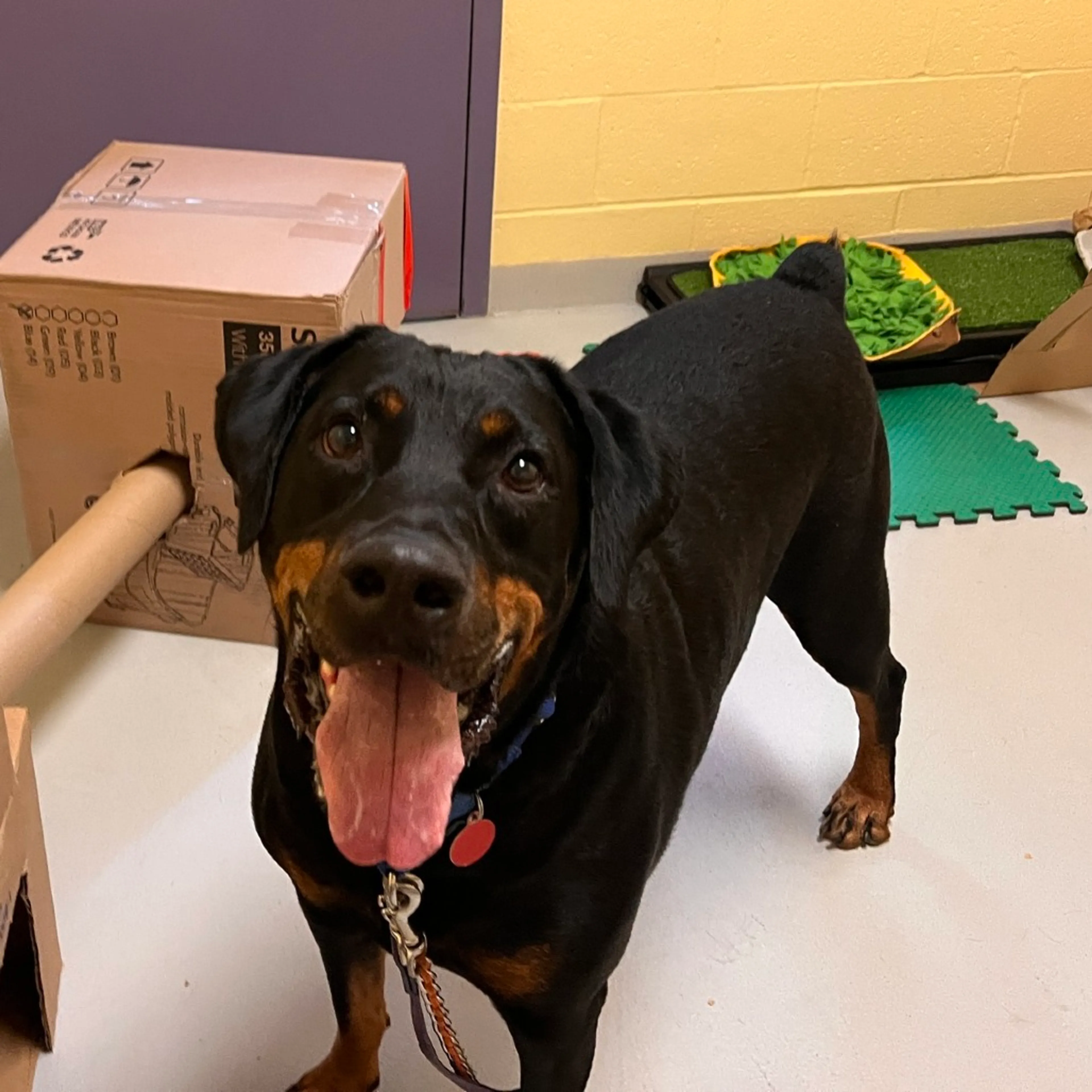 Found pet-5