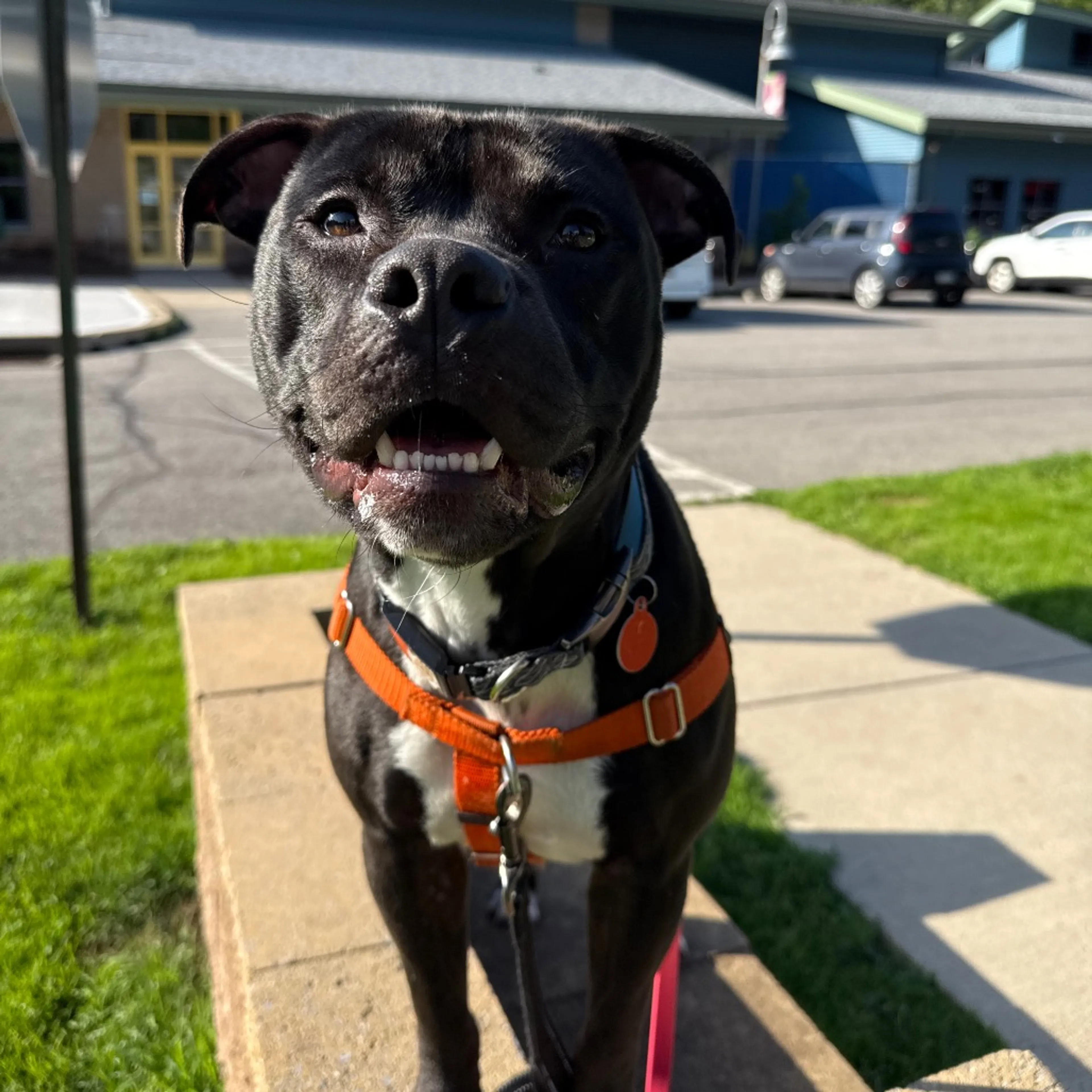 Found pet-11