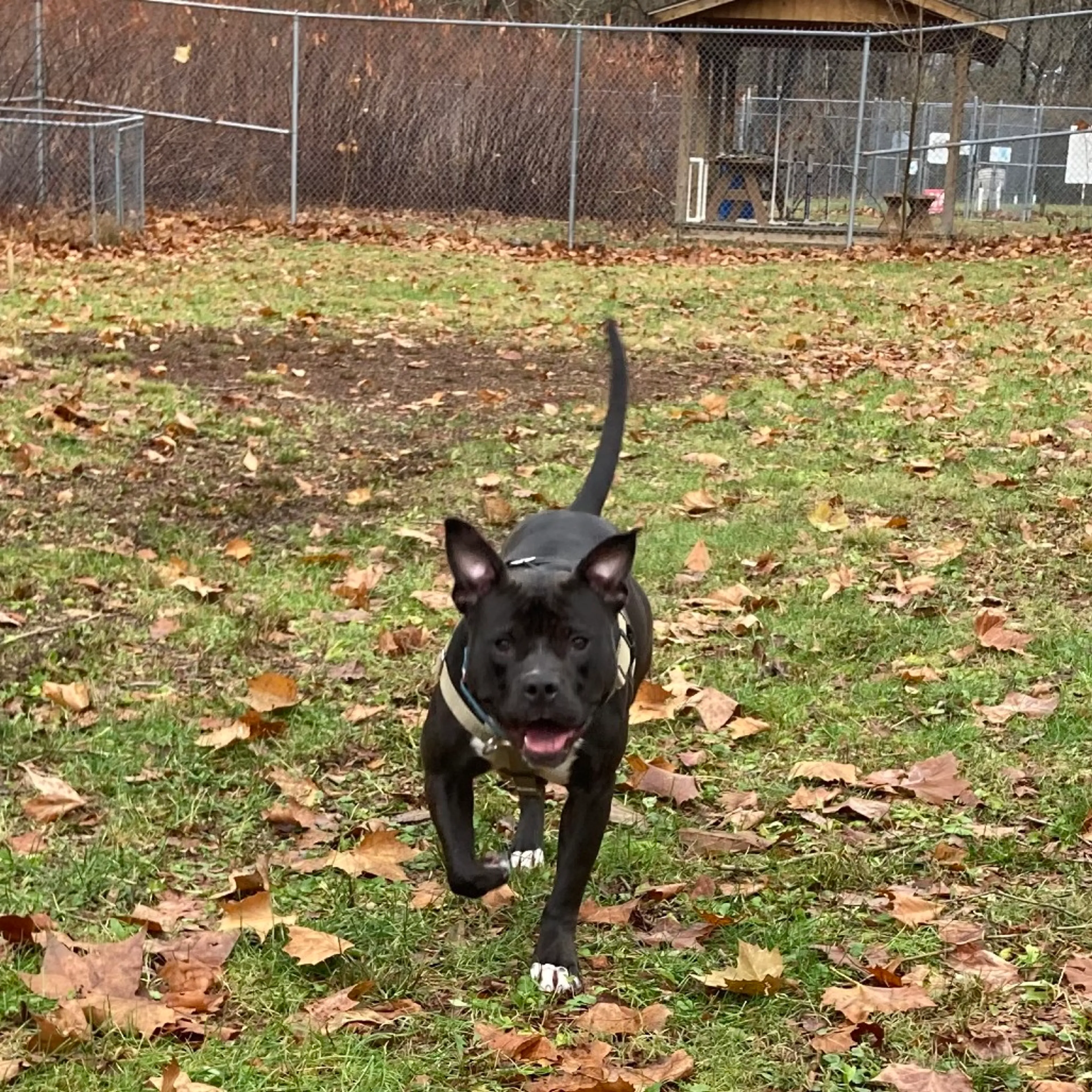 Found pet-13