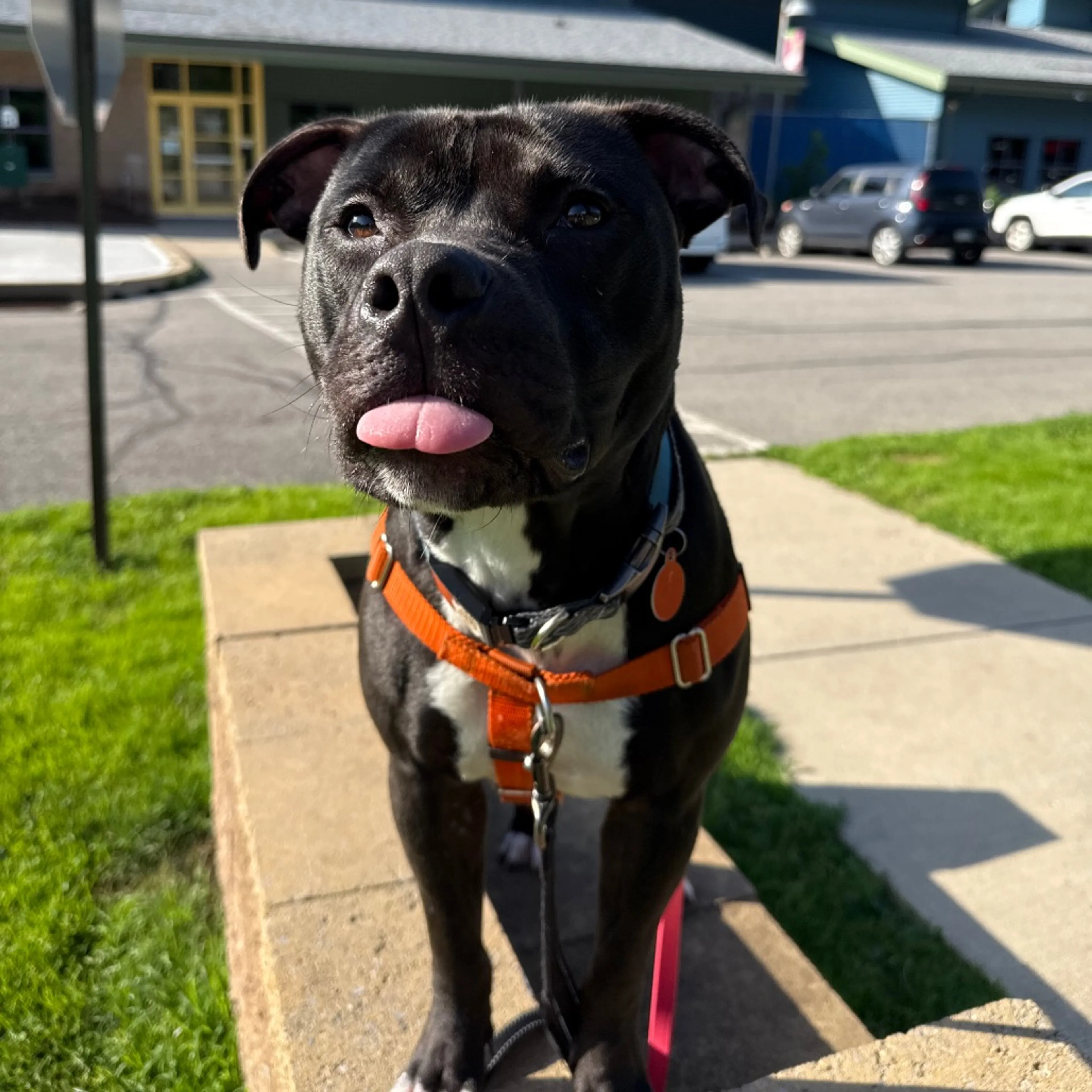 Found pet-9