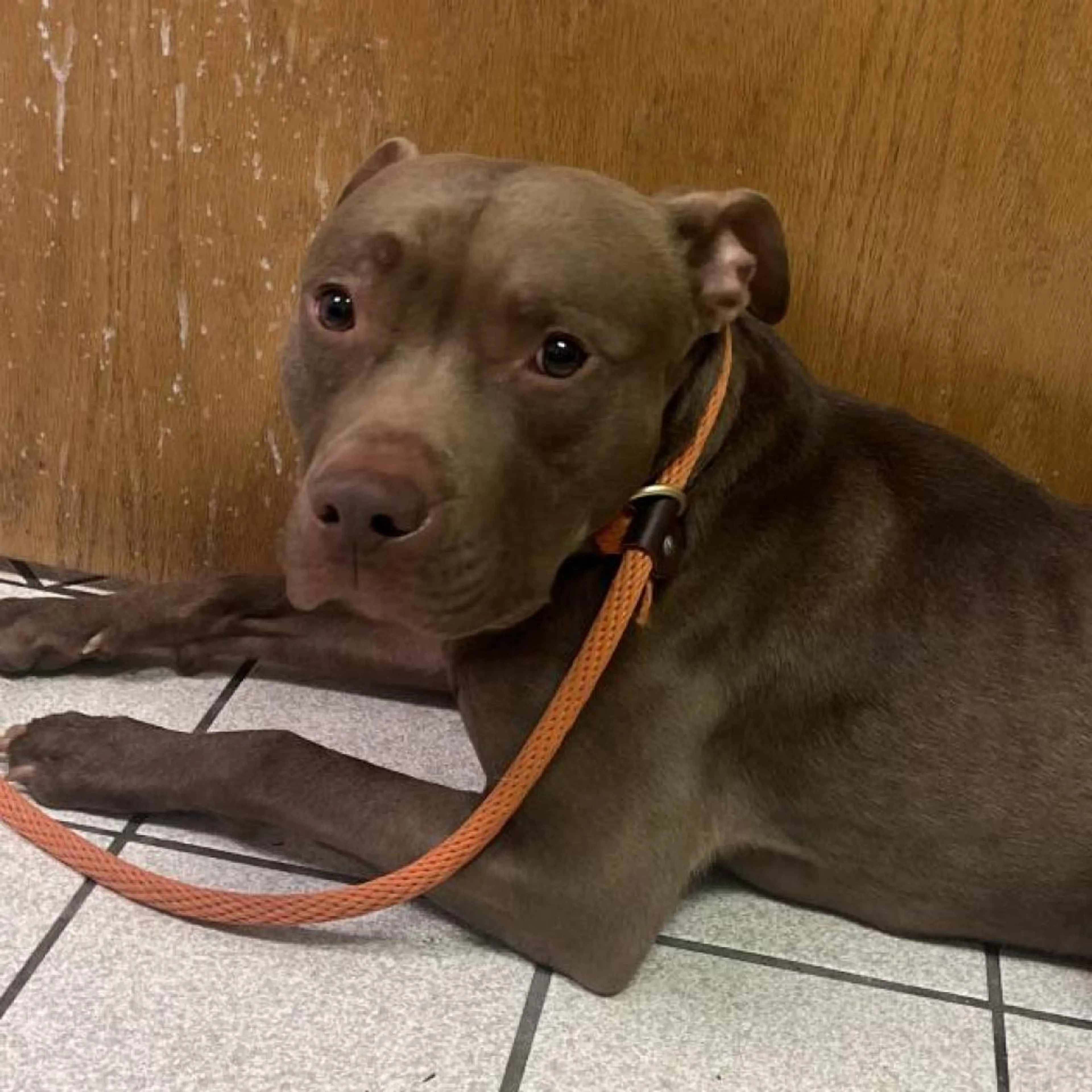 Found pet-3
