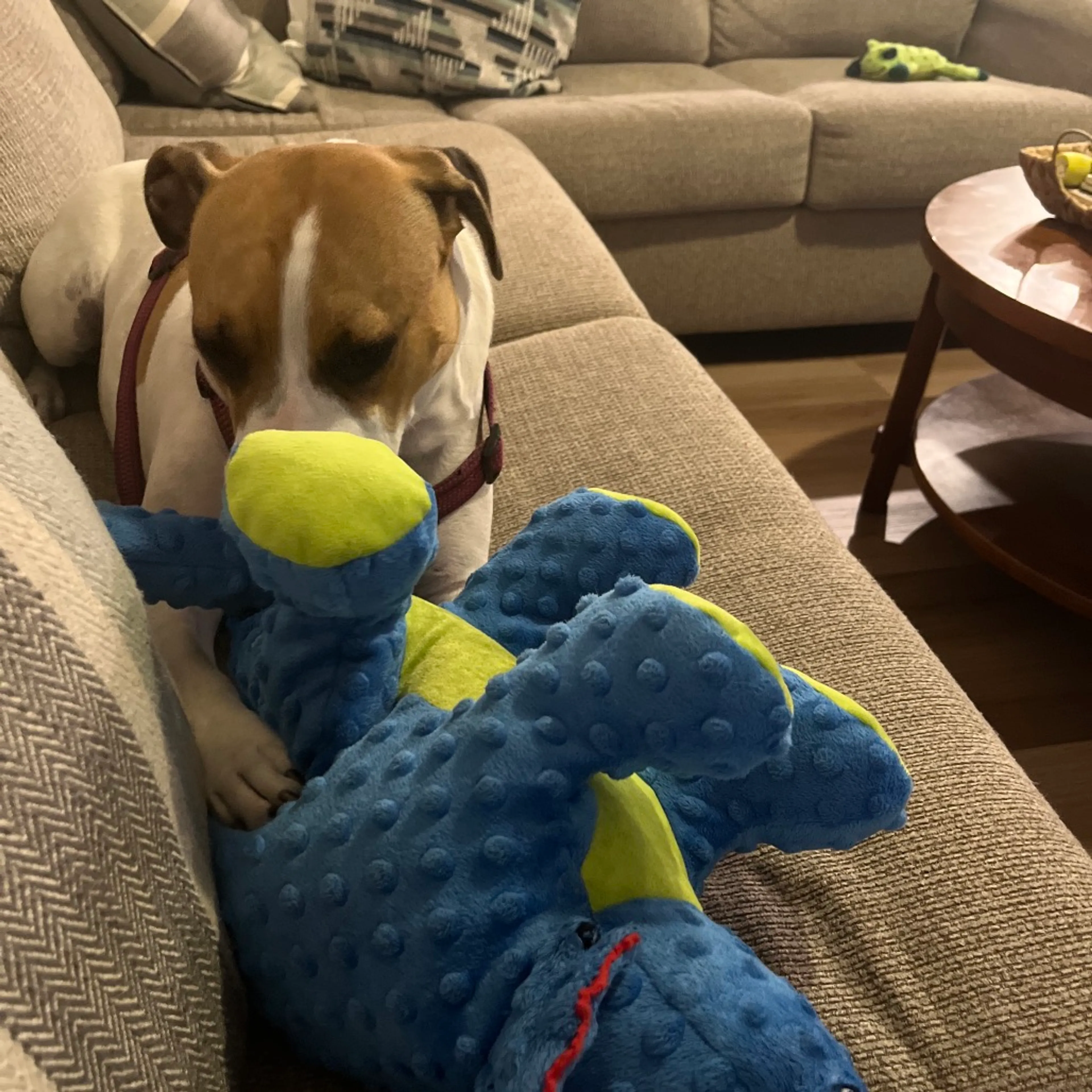 Found pet-19