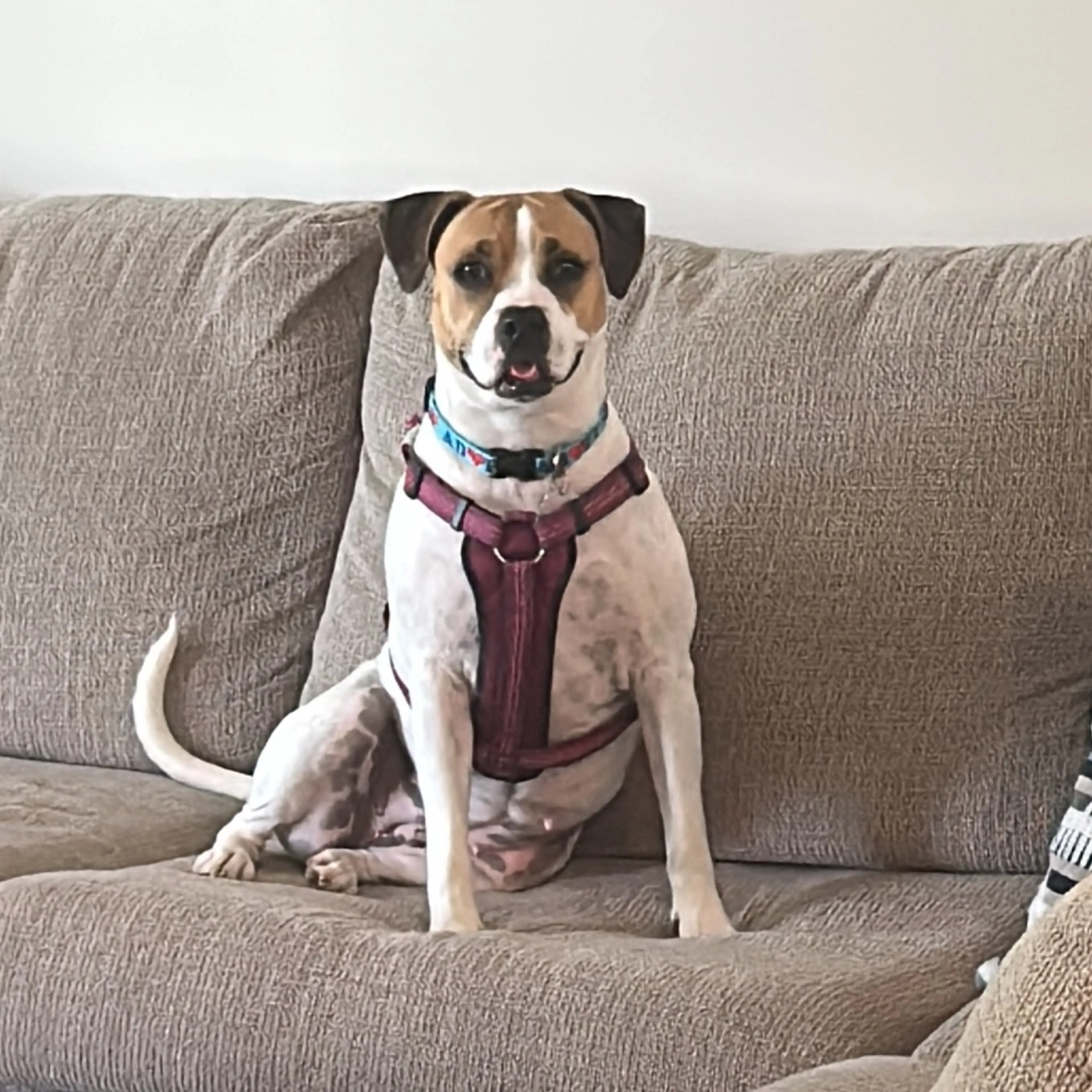 Found pet-18