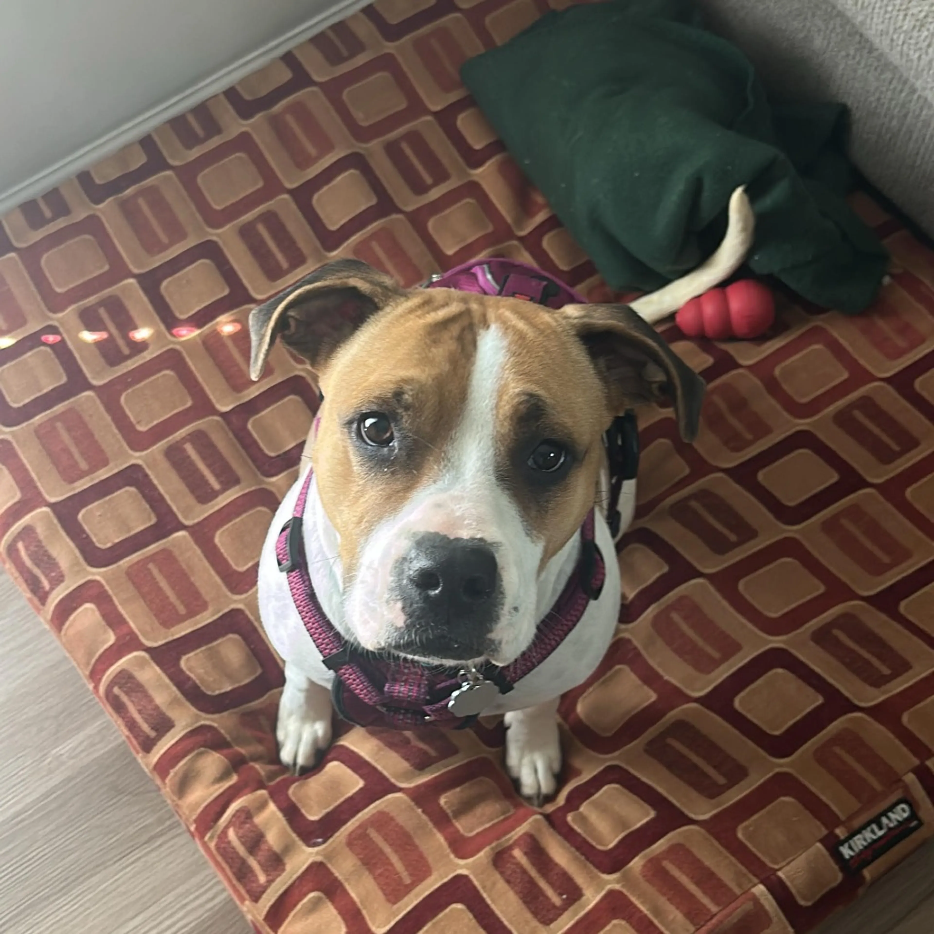 Found pet-17