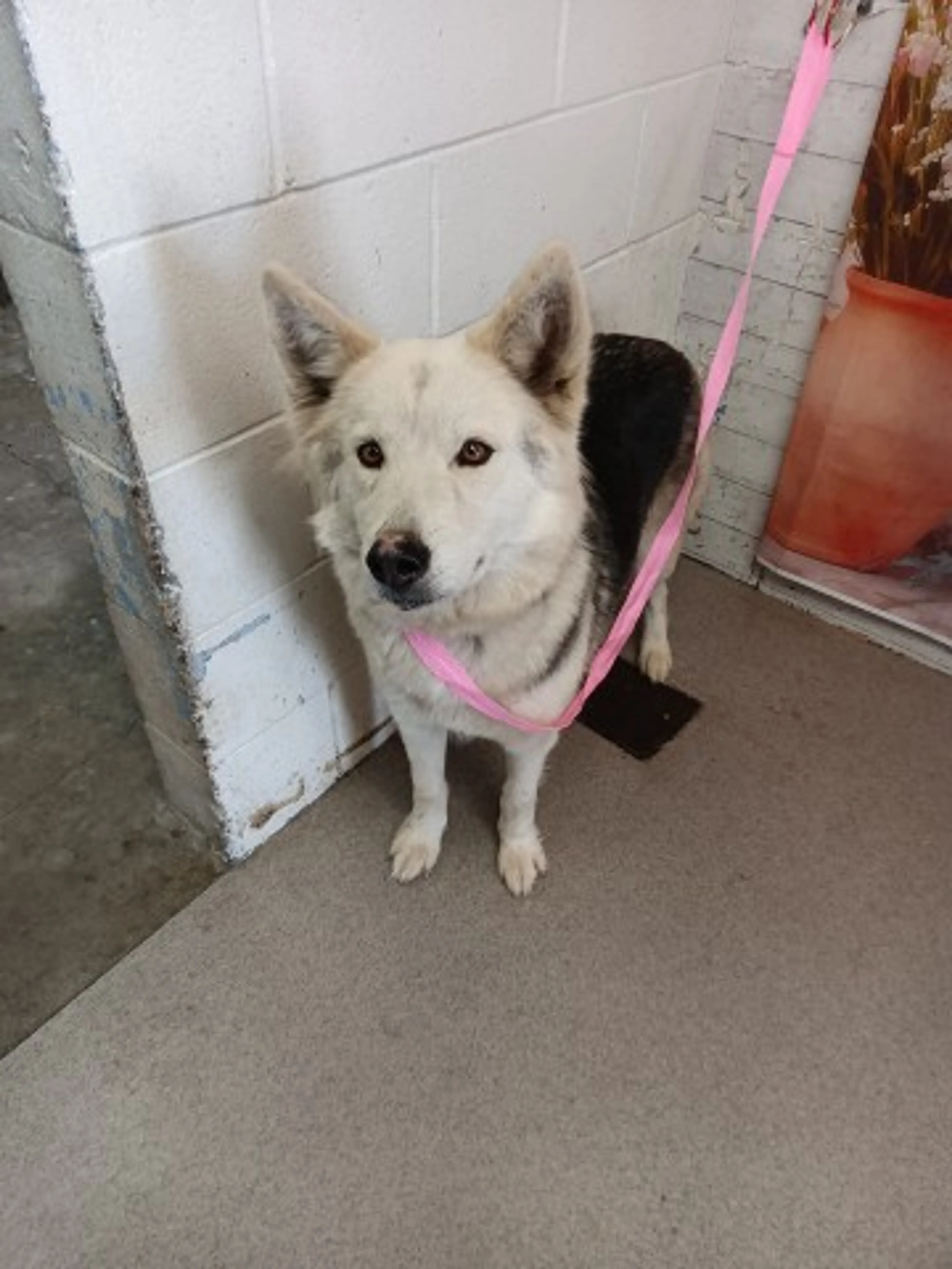 Found pet