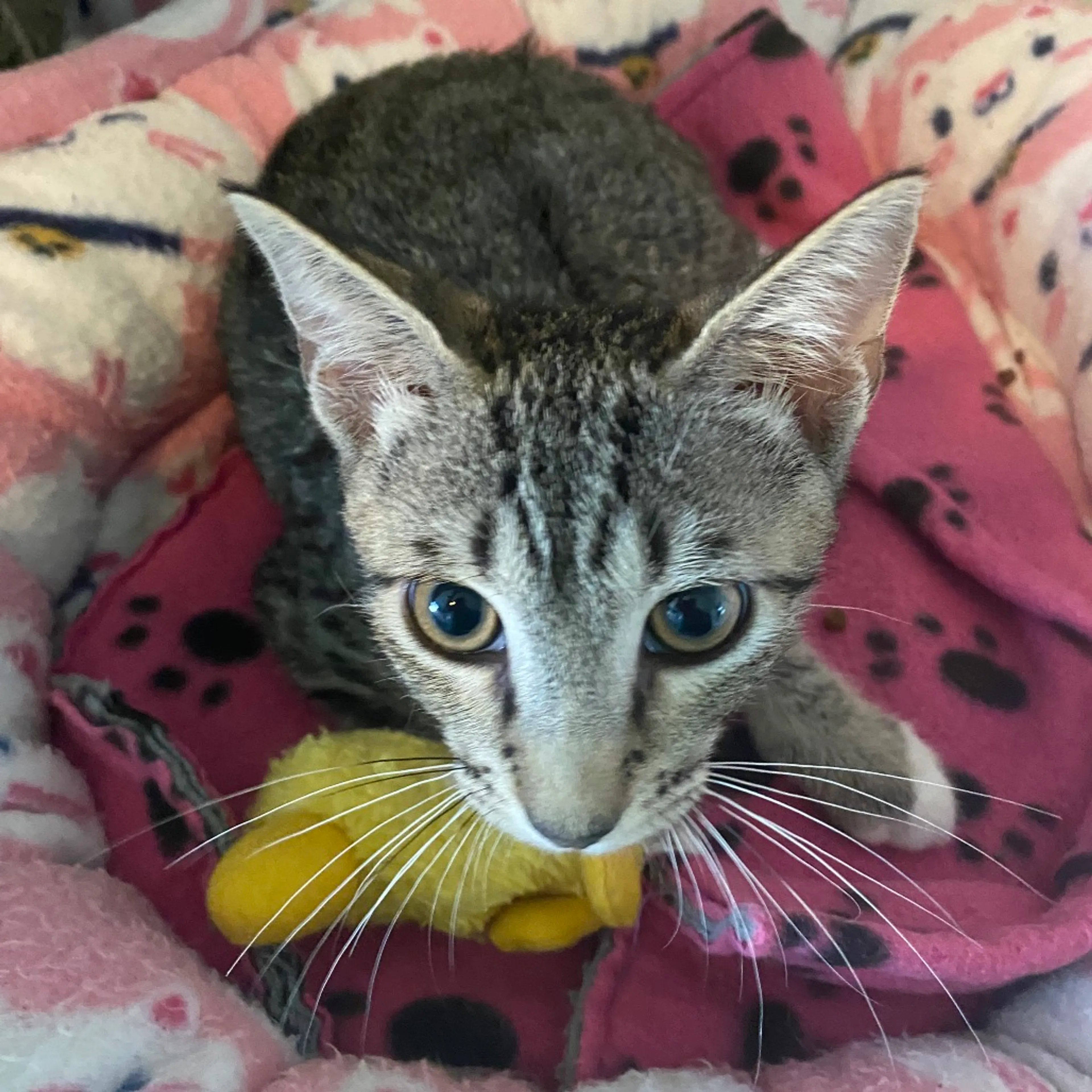 Found pet-1