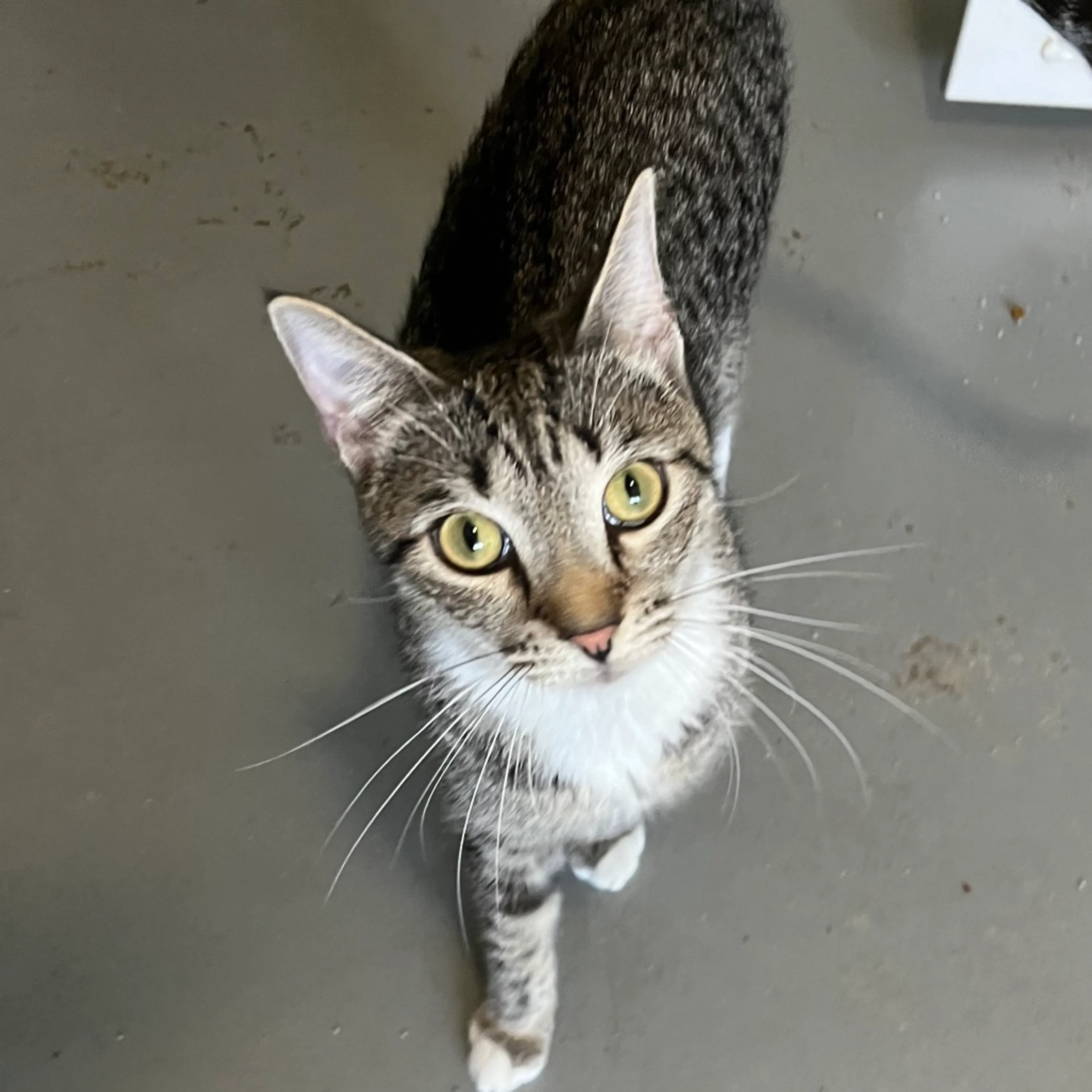 Found pet-3