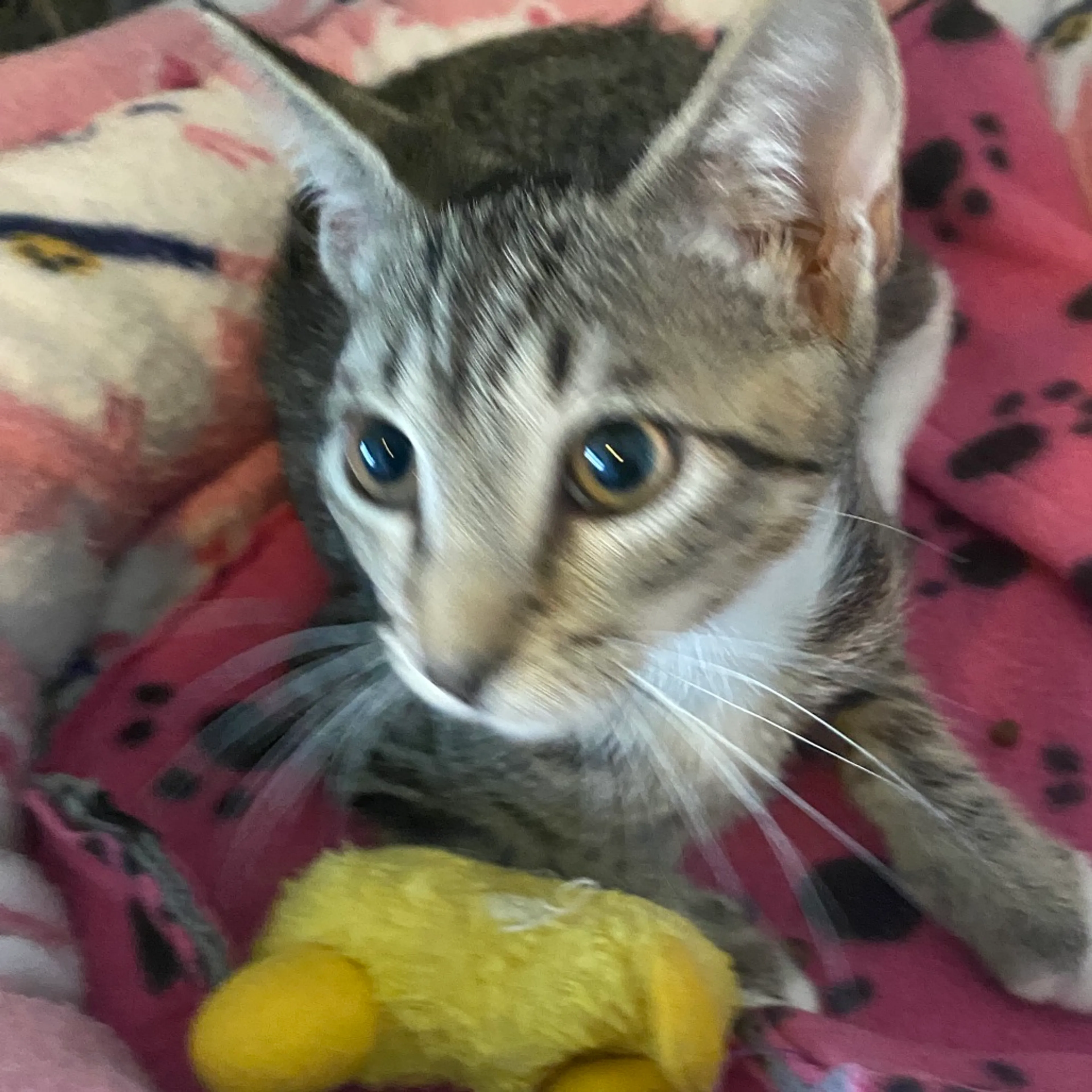 Found pet-2