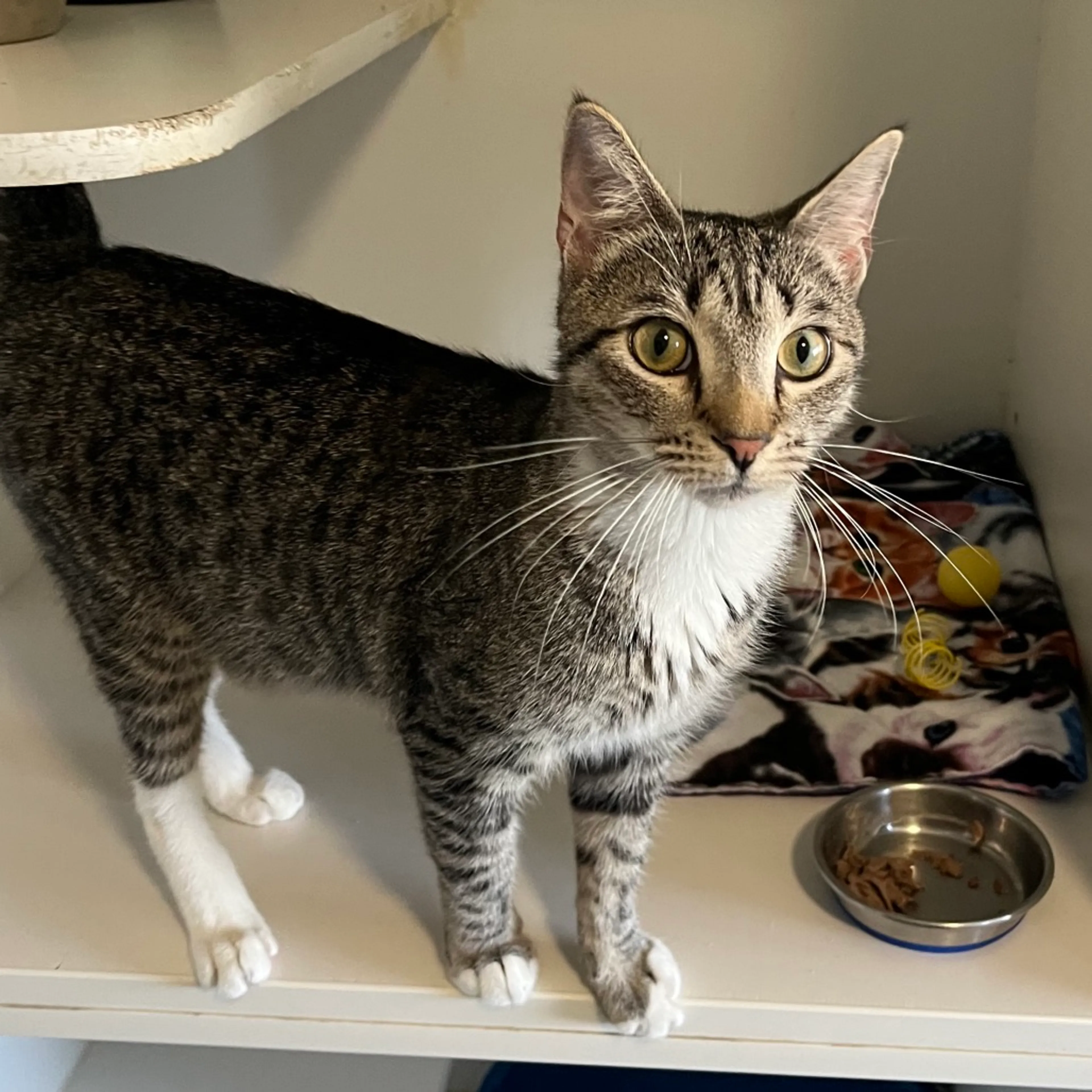 Found pet-4