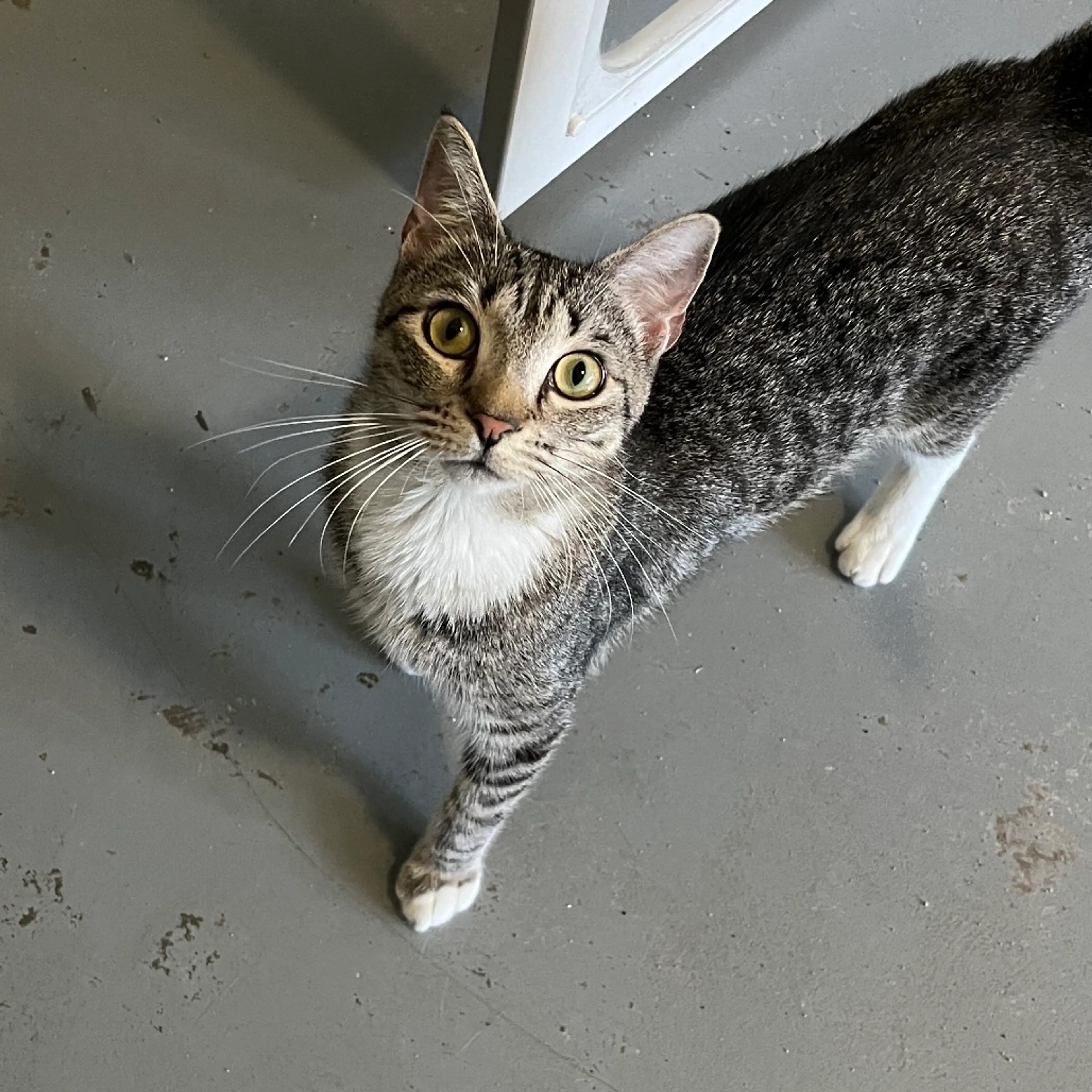 Found pet-5