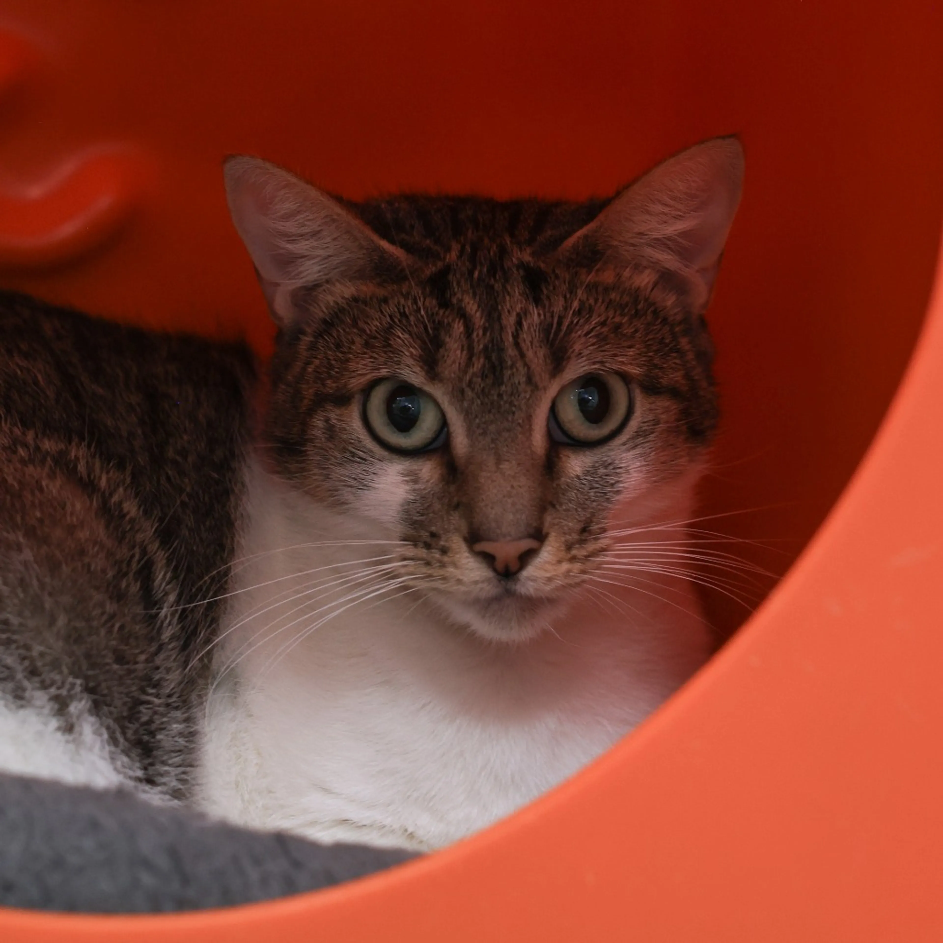 Found pet-1