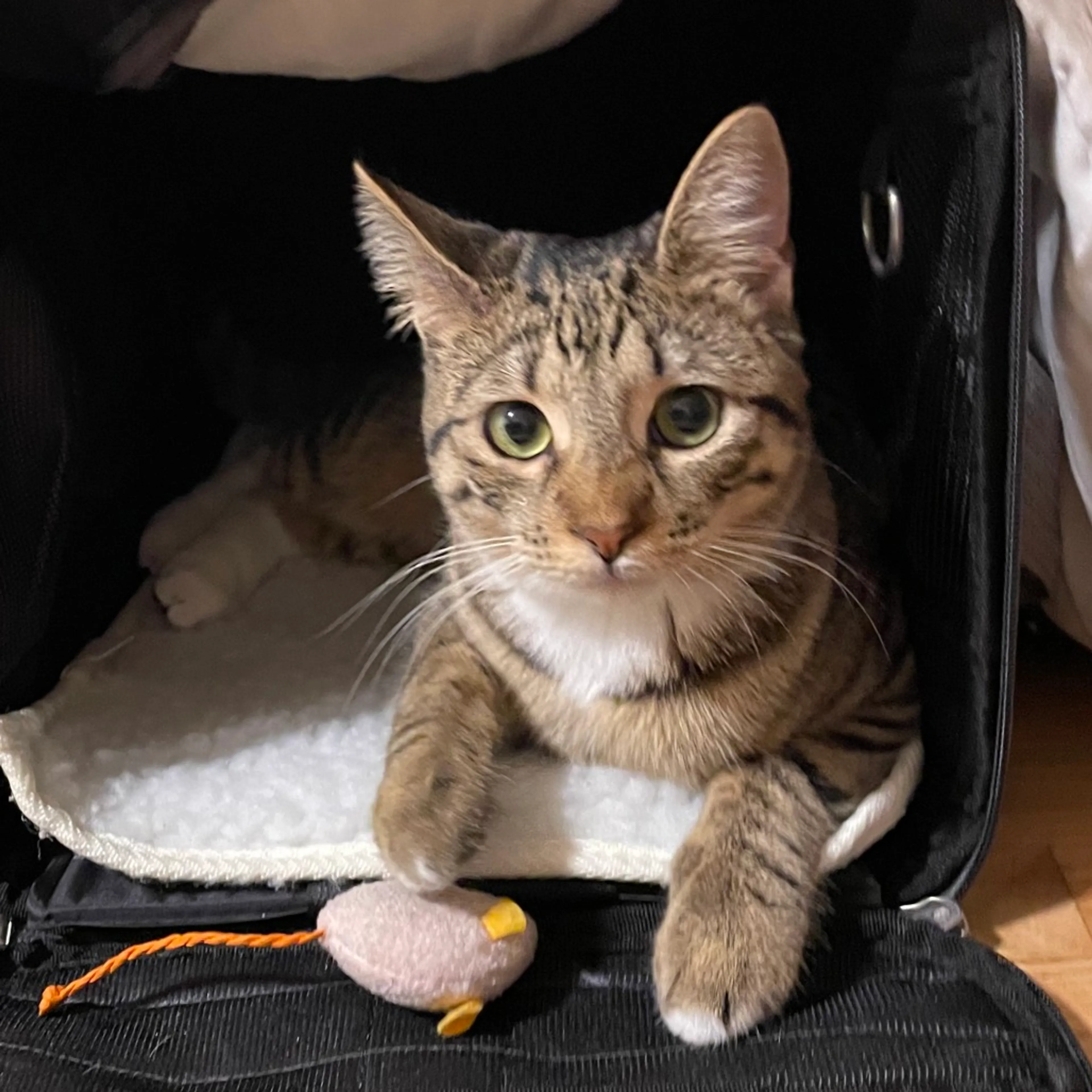 Found pet-0