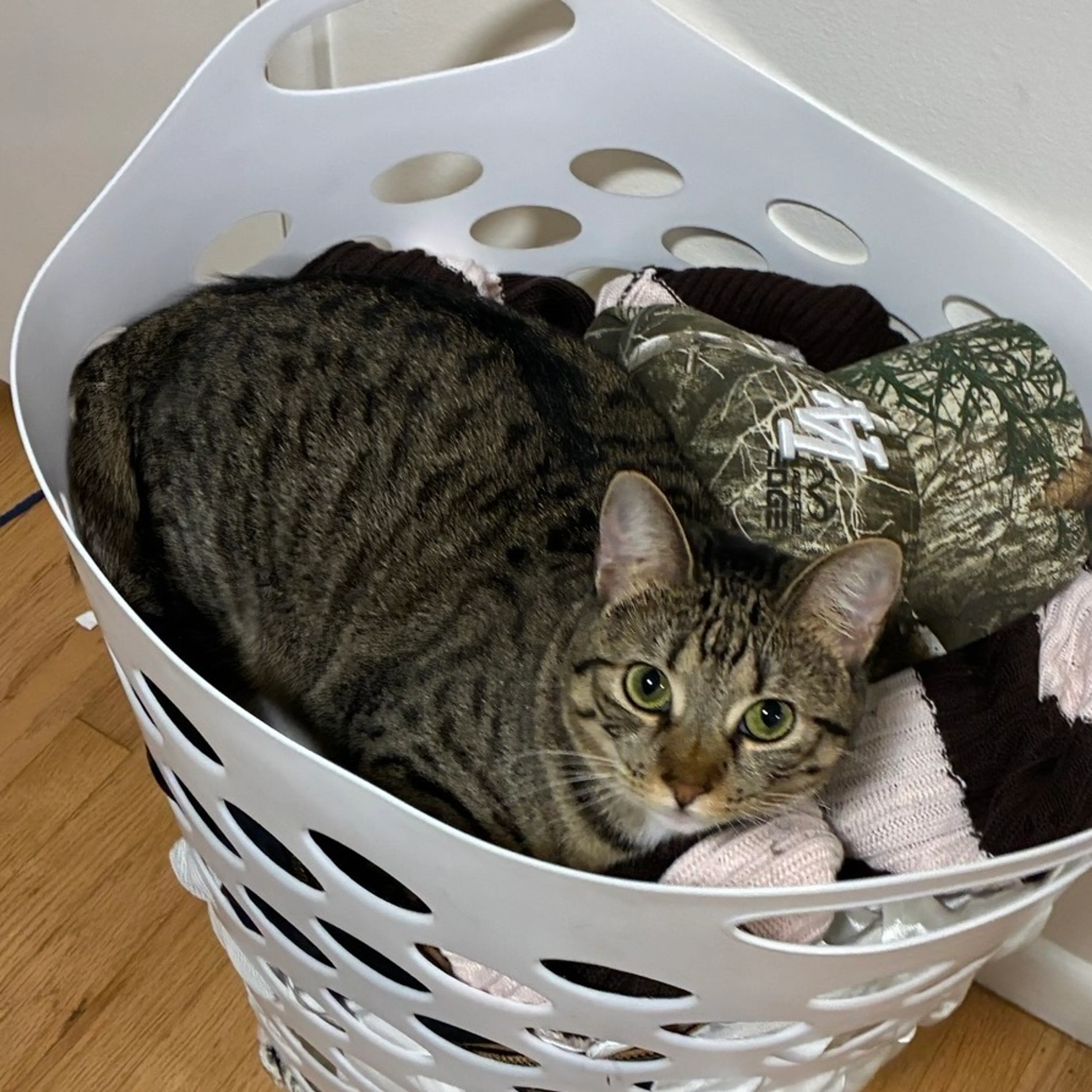 Found pet-4