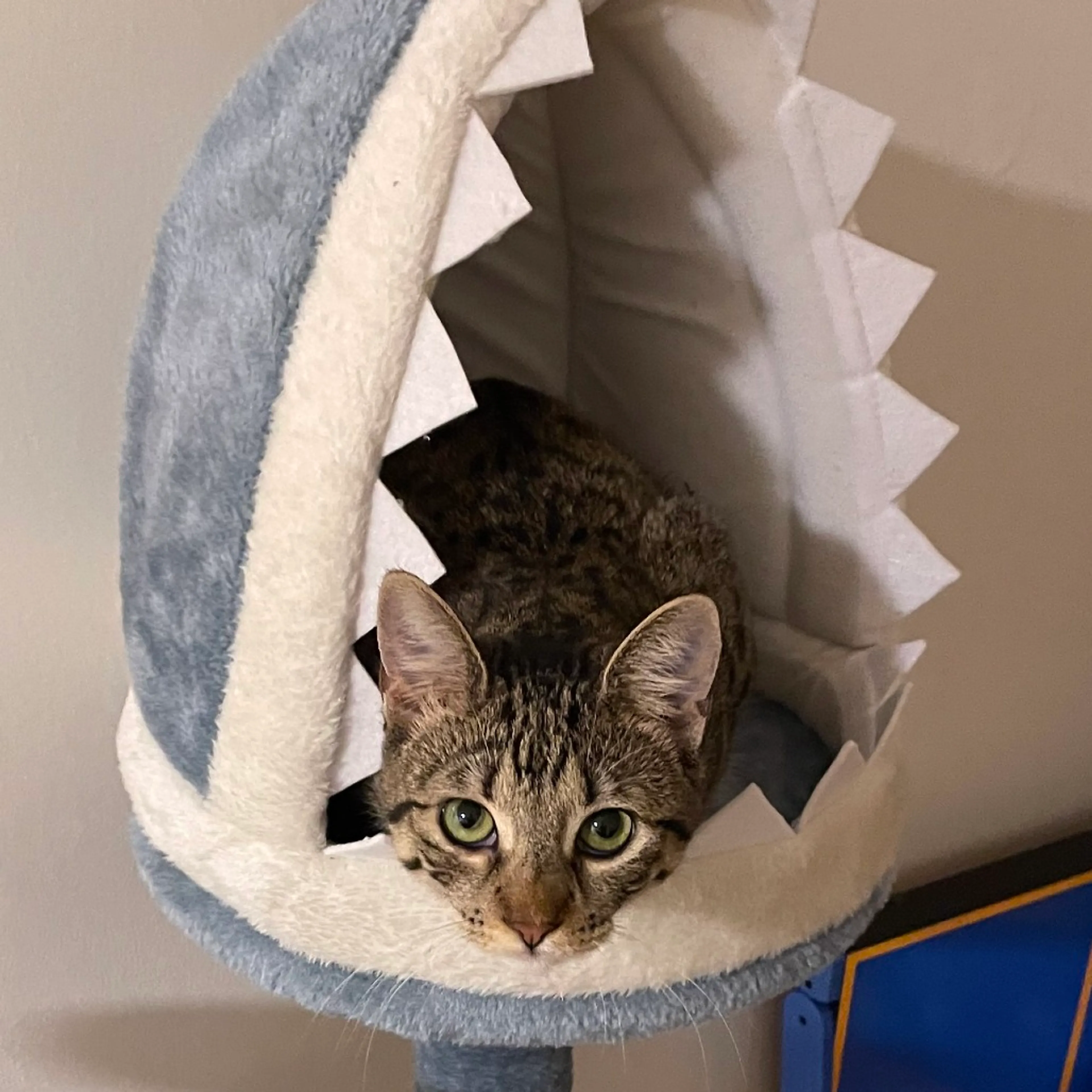 Found pet-3