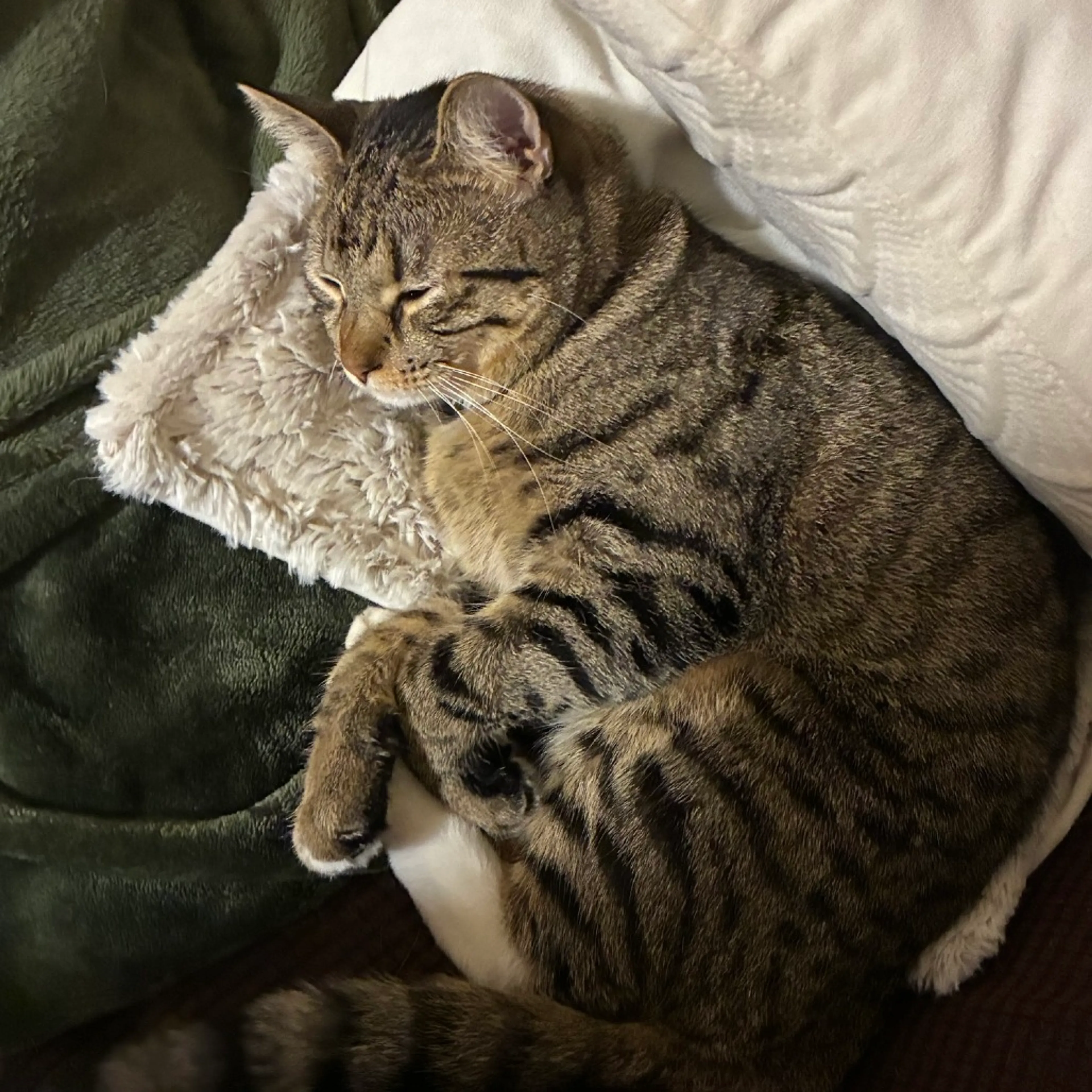 Found pet-1