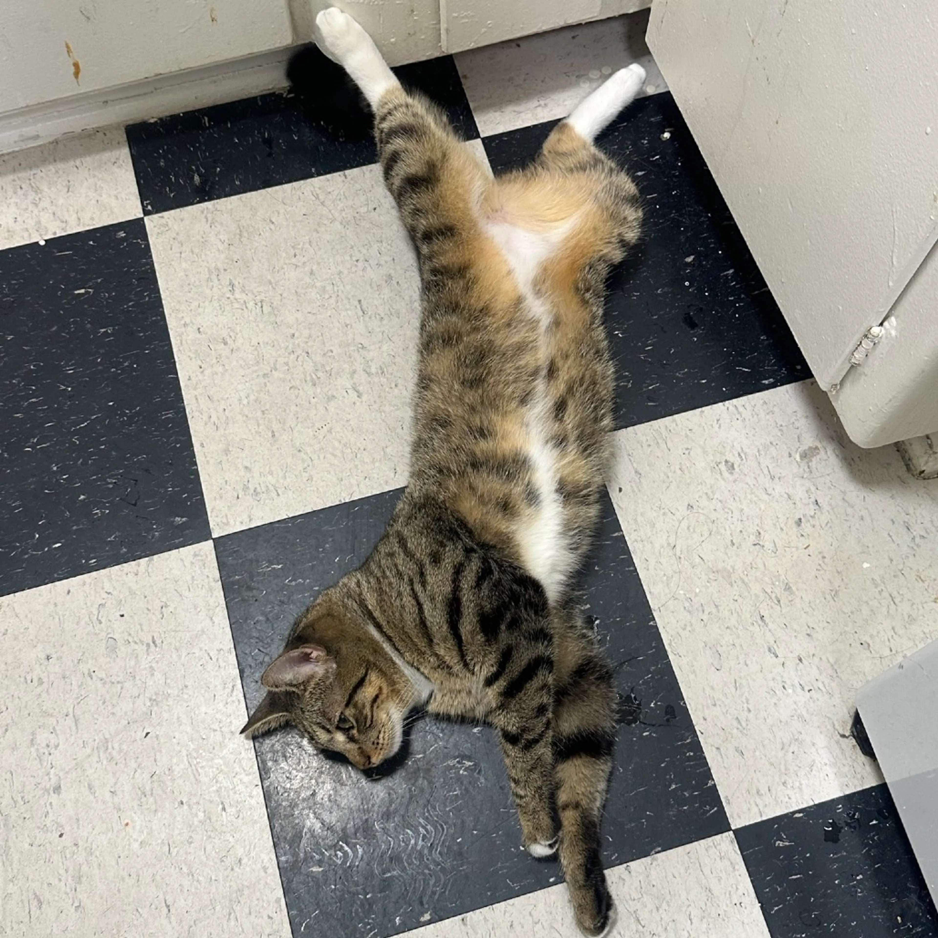 Found pet-2