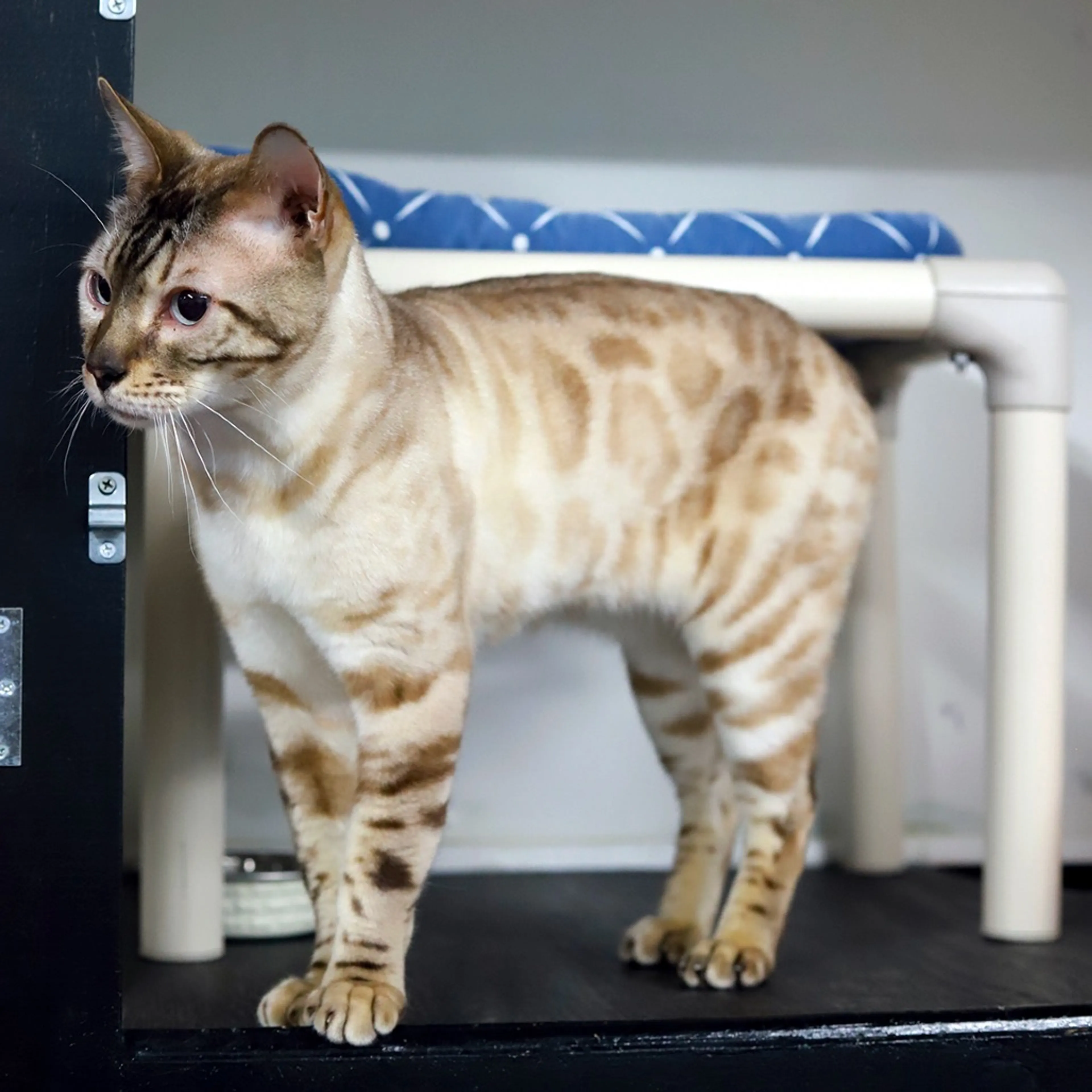 Found pet-1