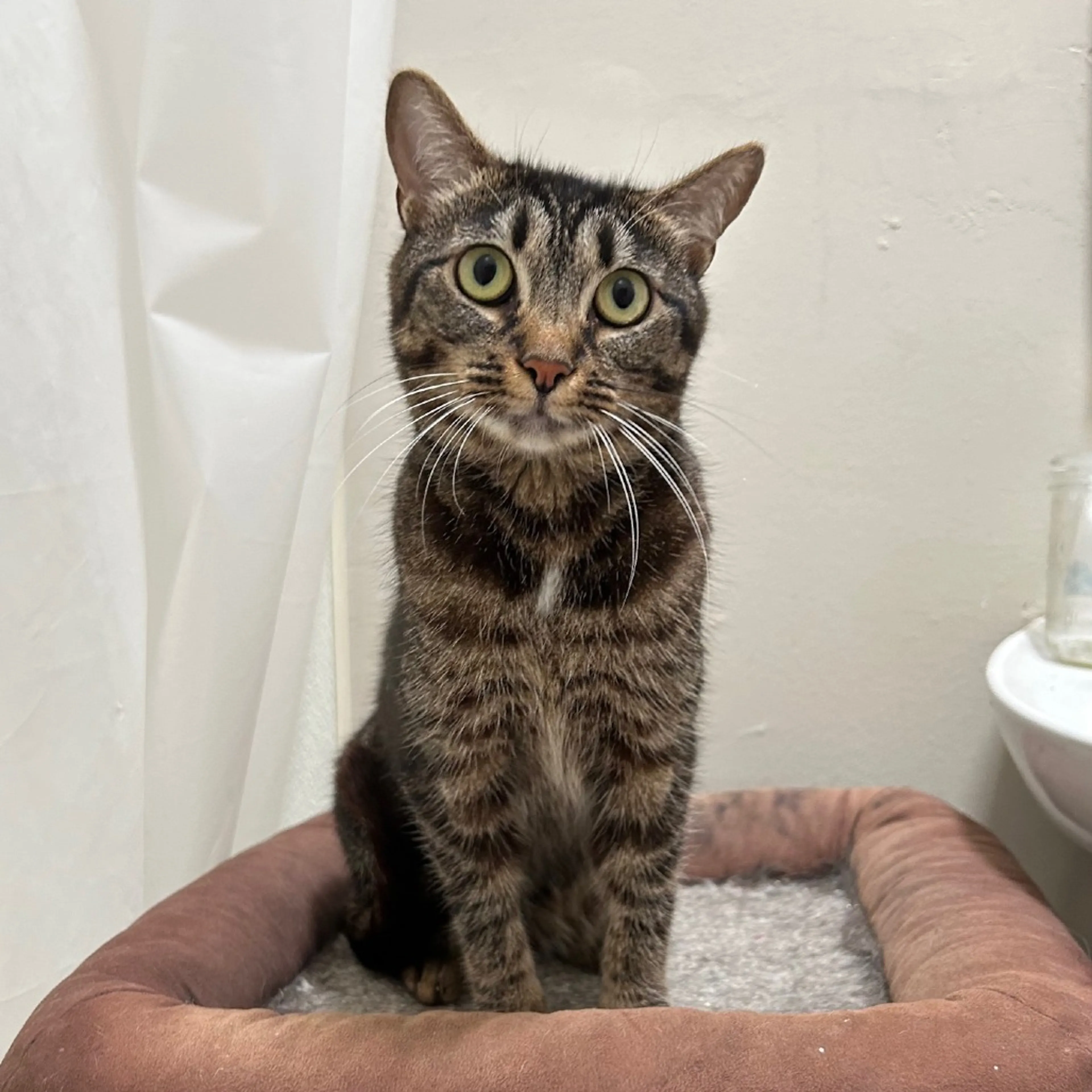 Found pet-2