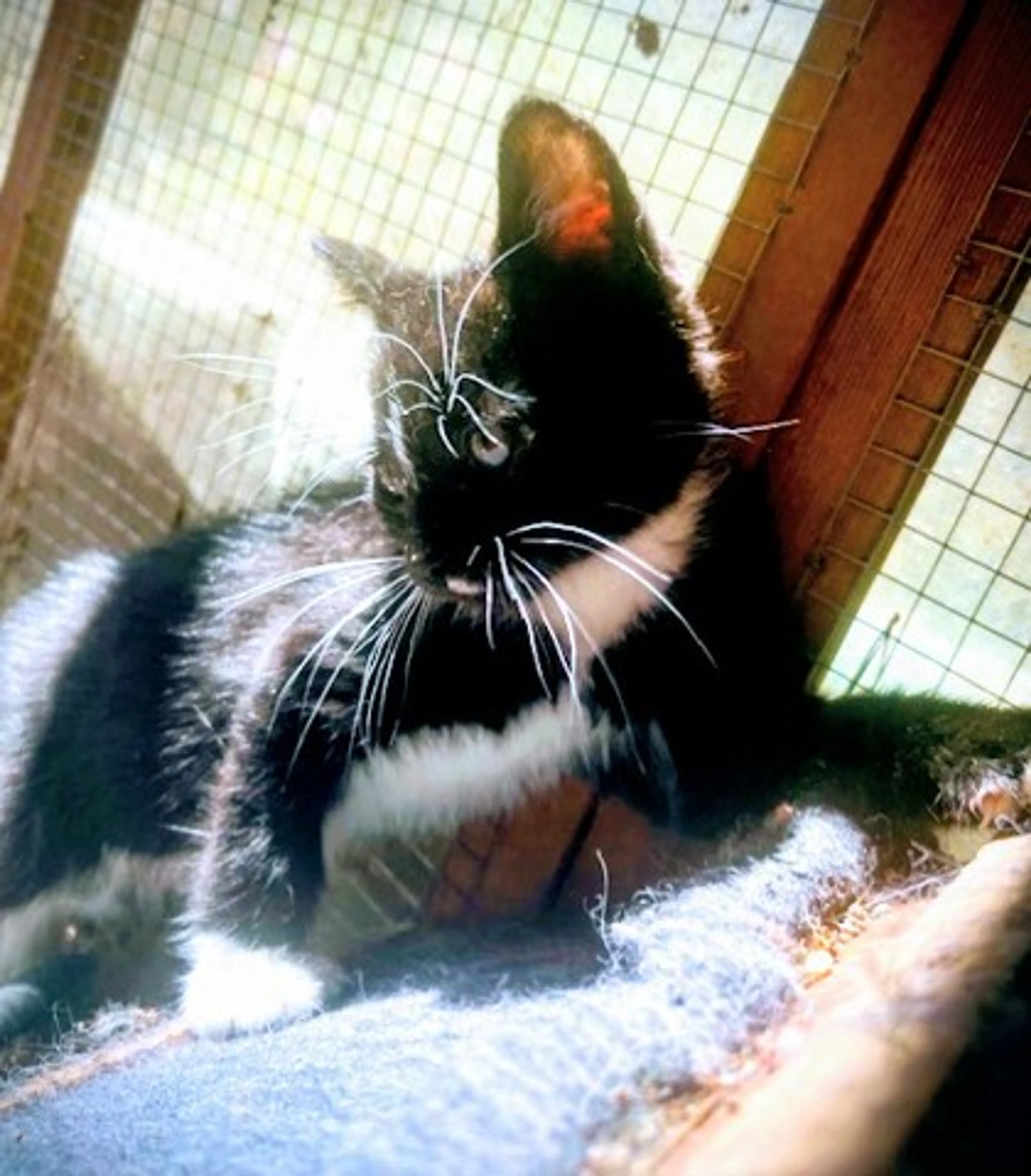 Found pet-1