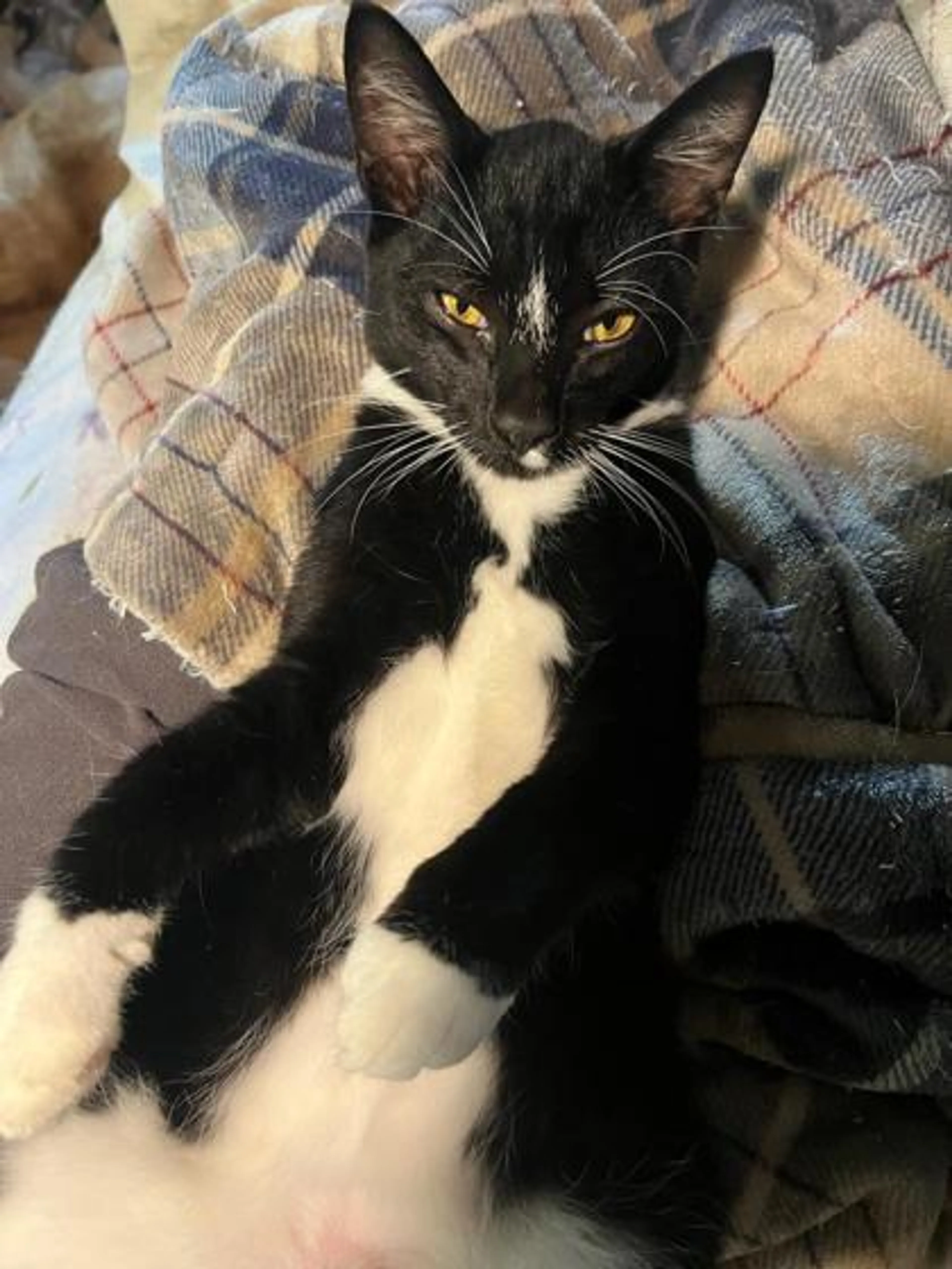 Found pet-0