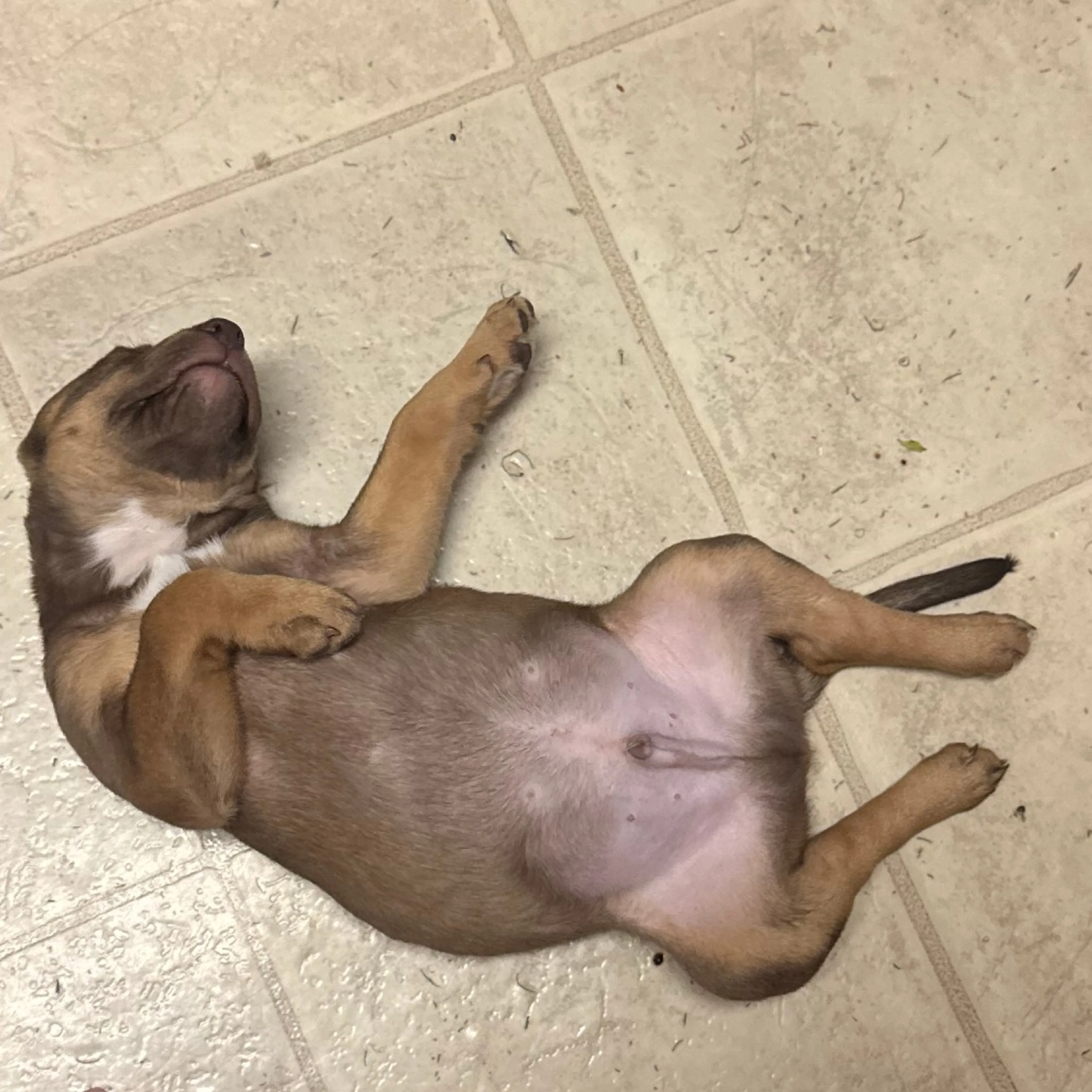 Found pet-5