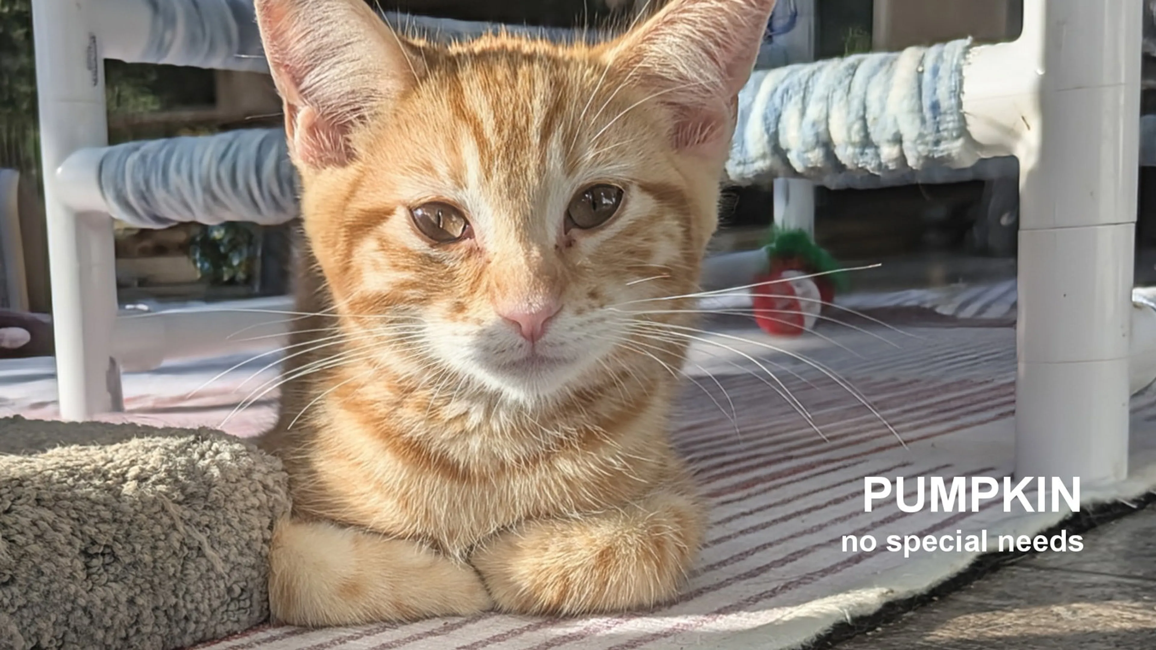 Found pet-0
