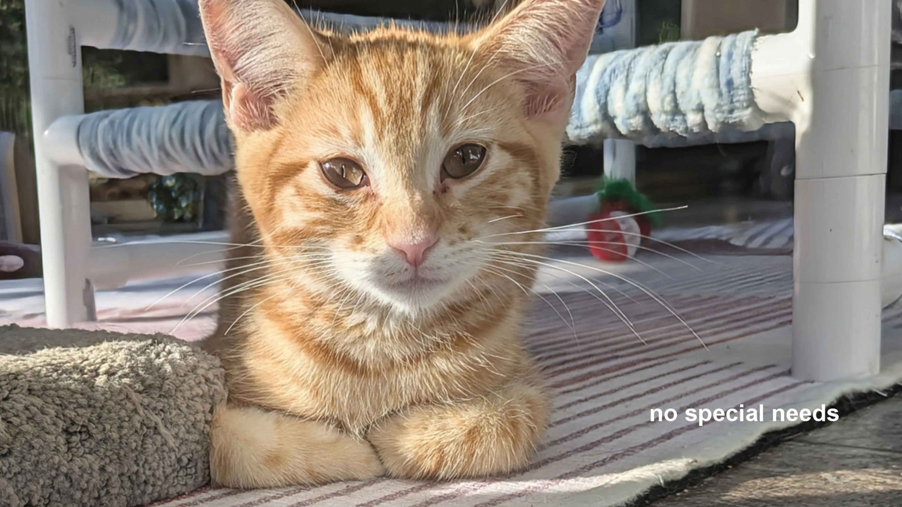 Found pet-2