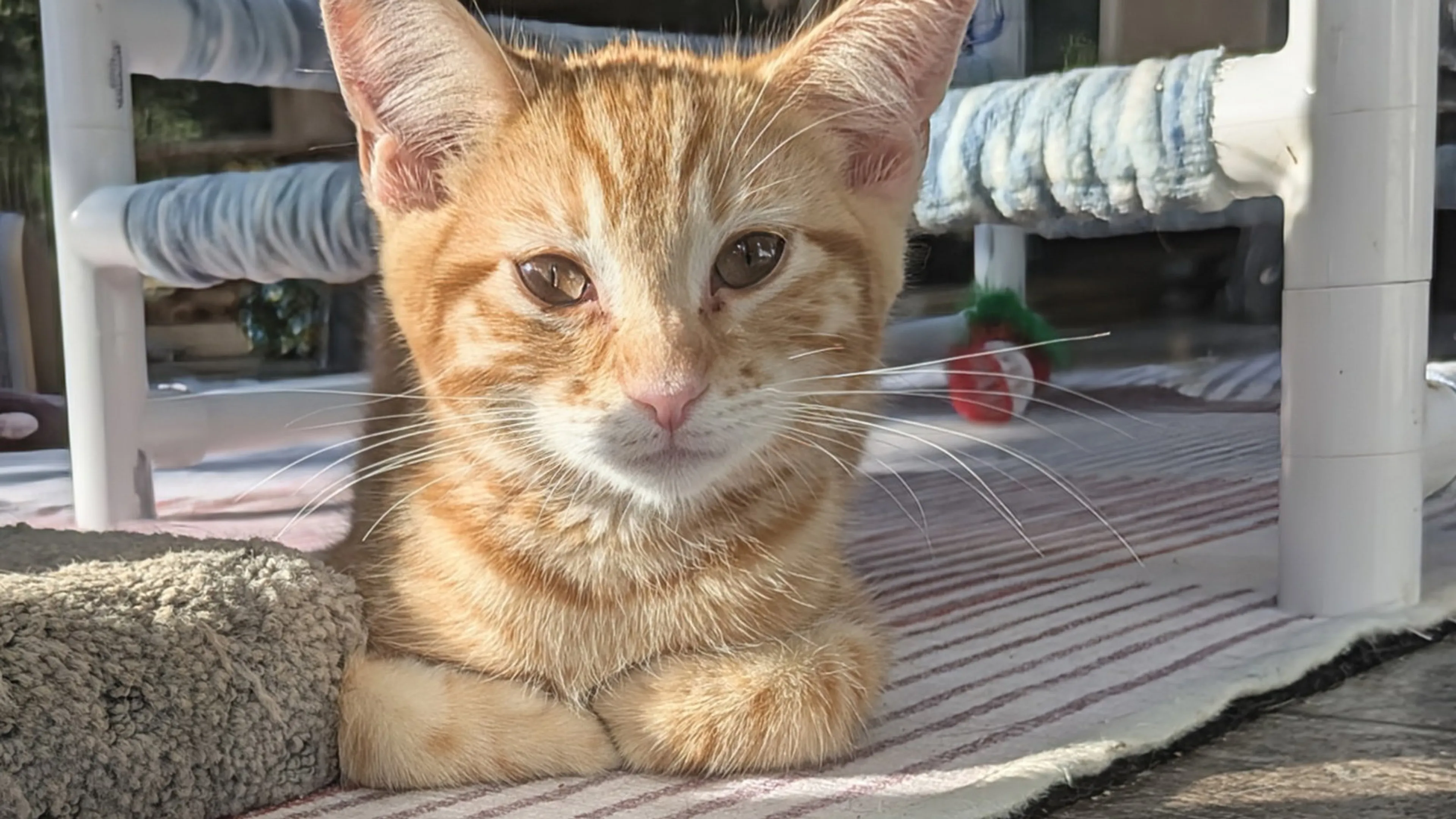 Found pet-1