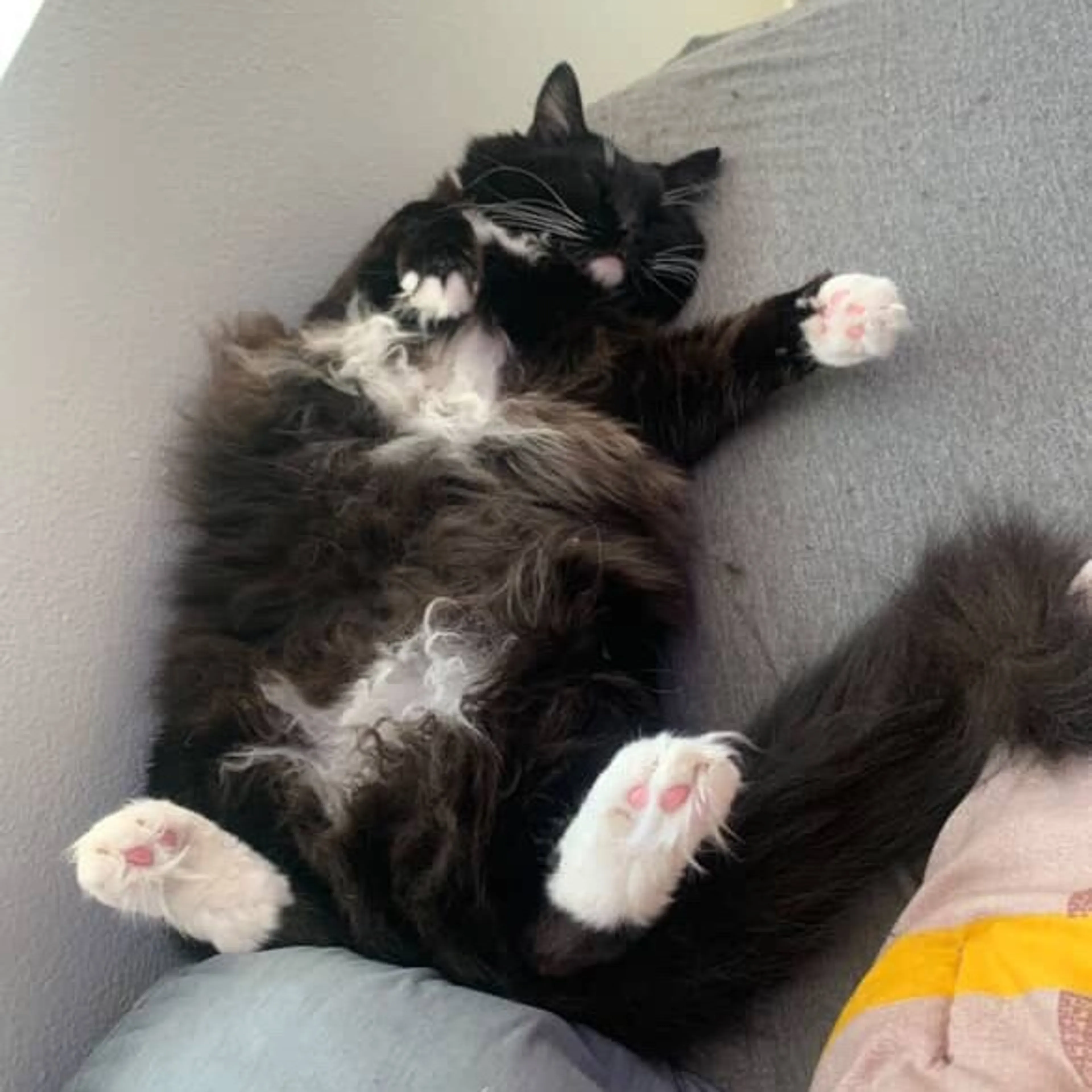 Found pet-2