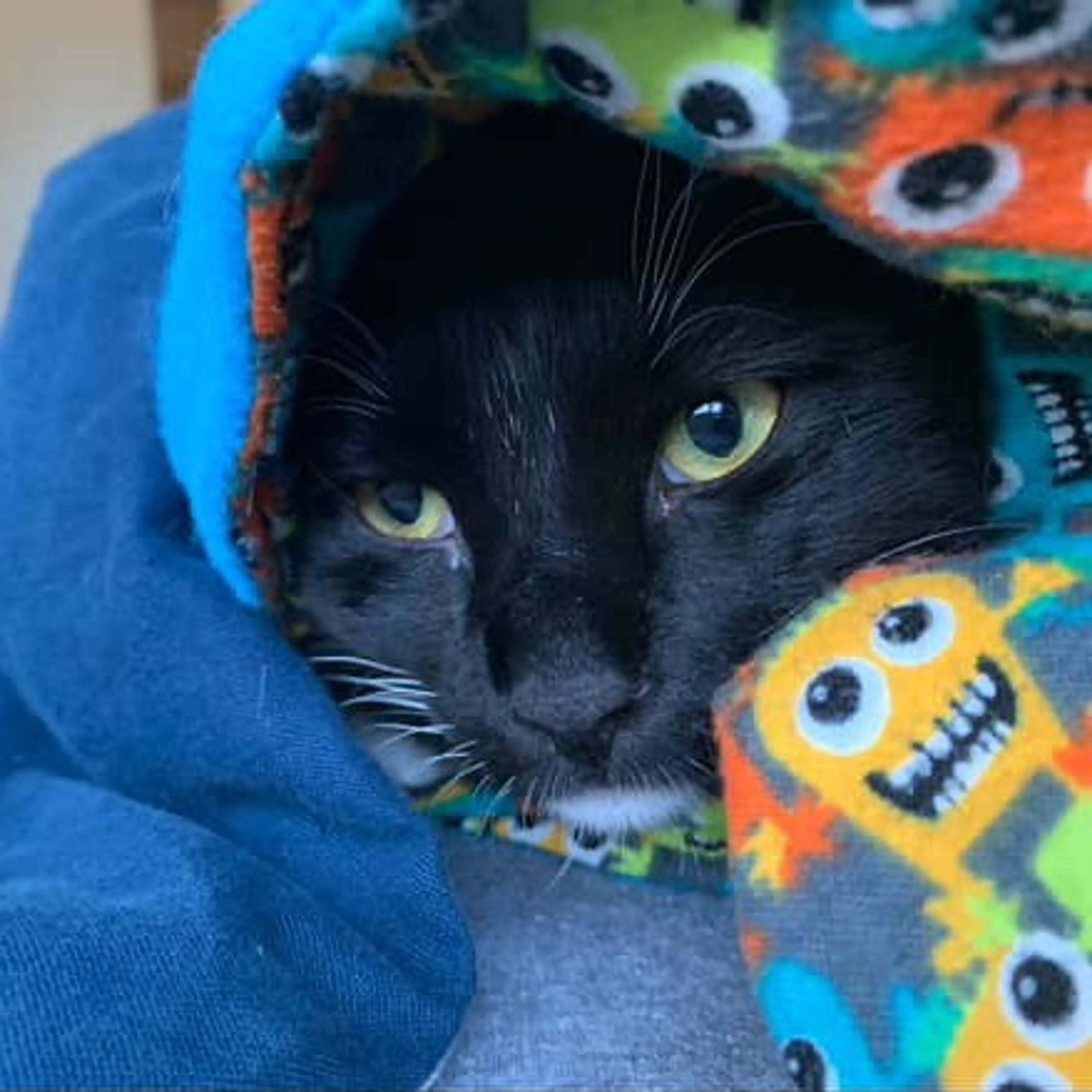 Found pet-1