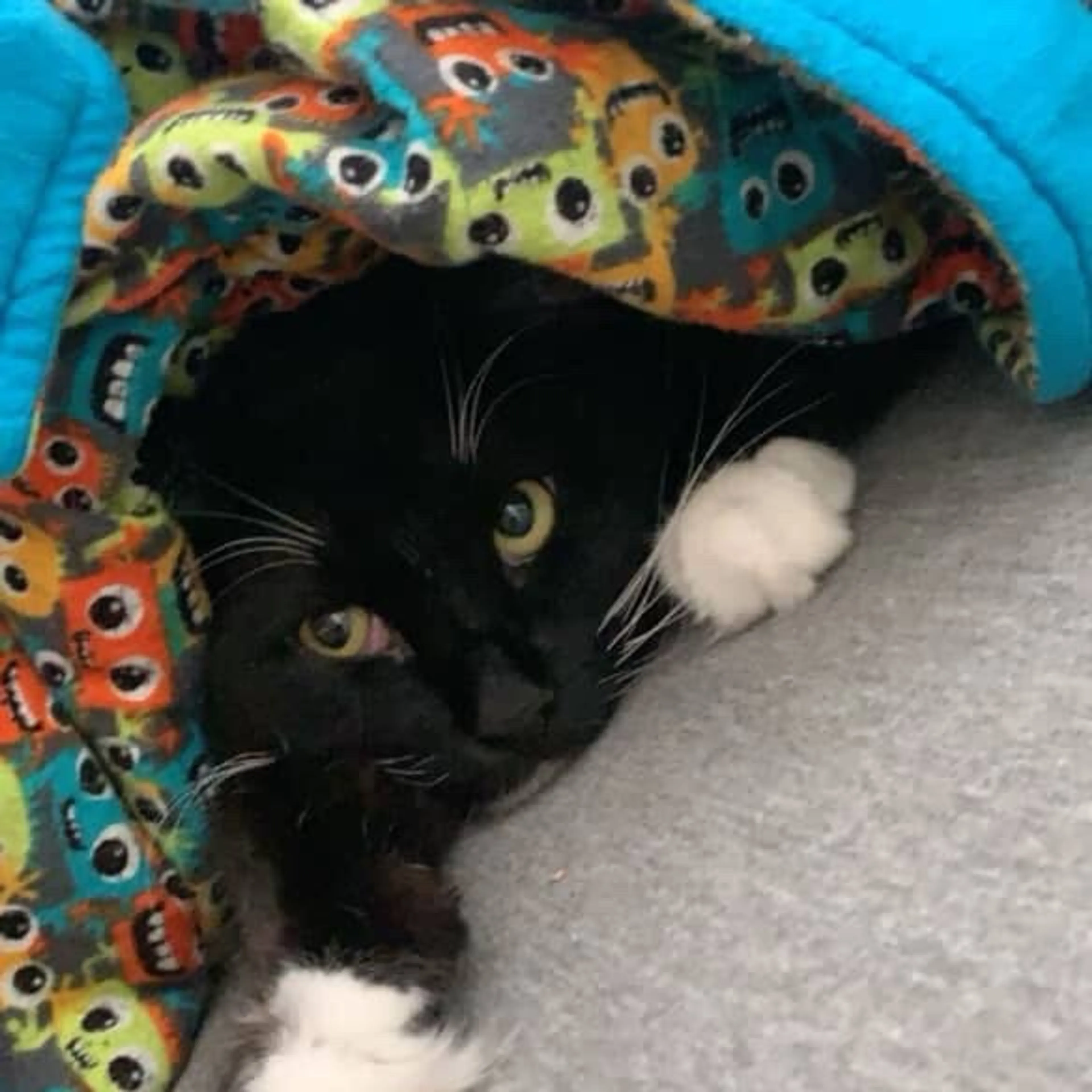 Found pet-3
