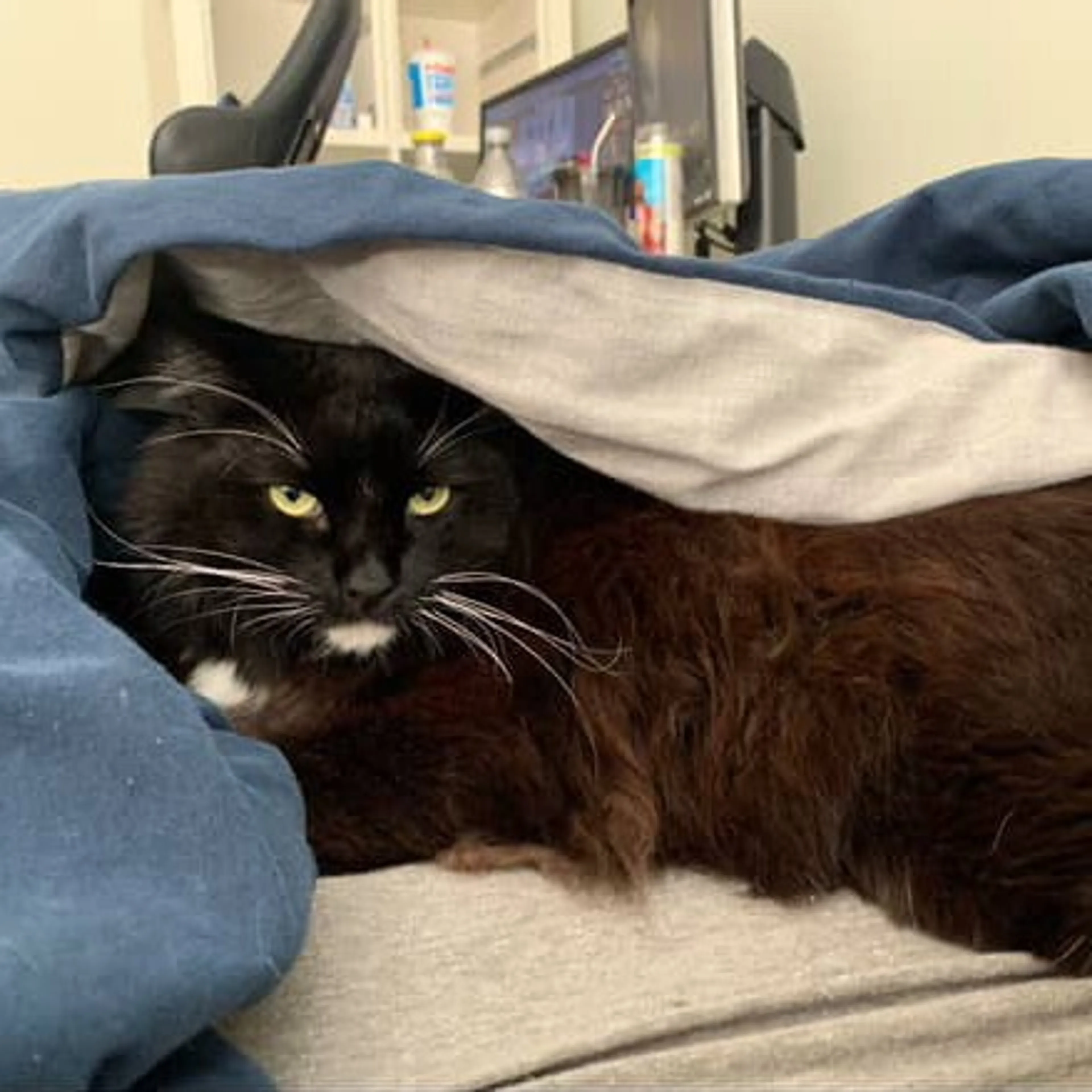Found pet-0