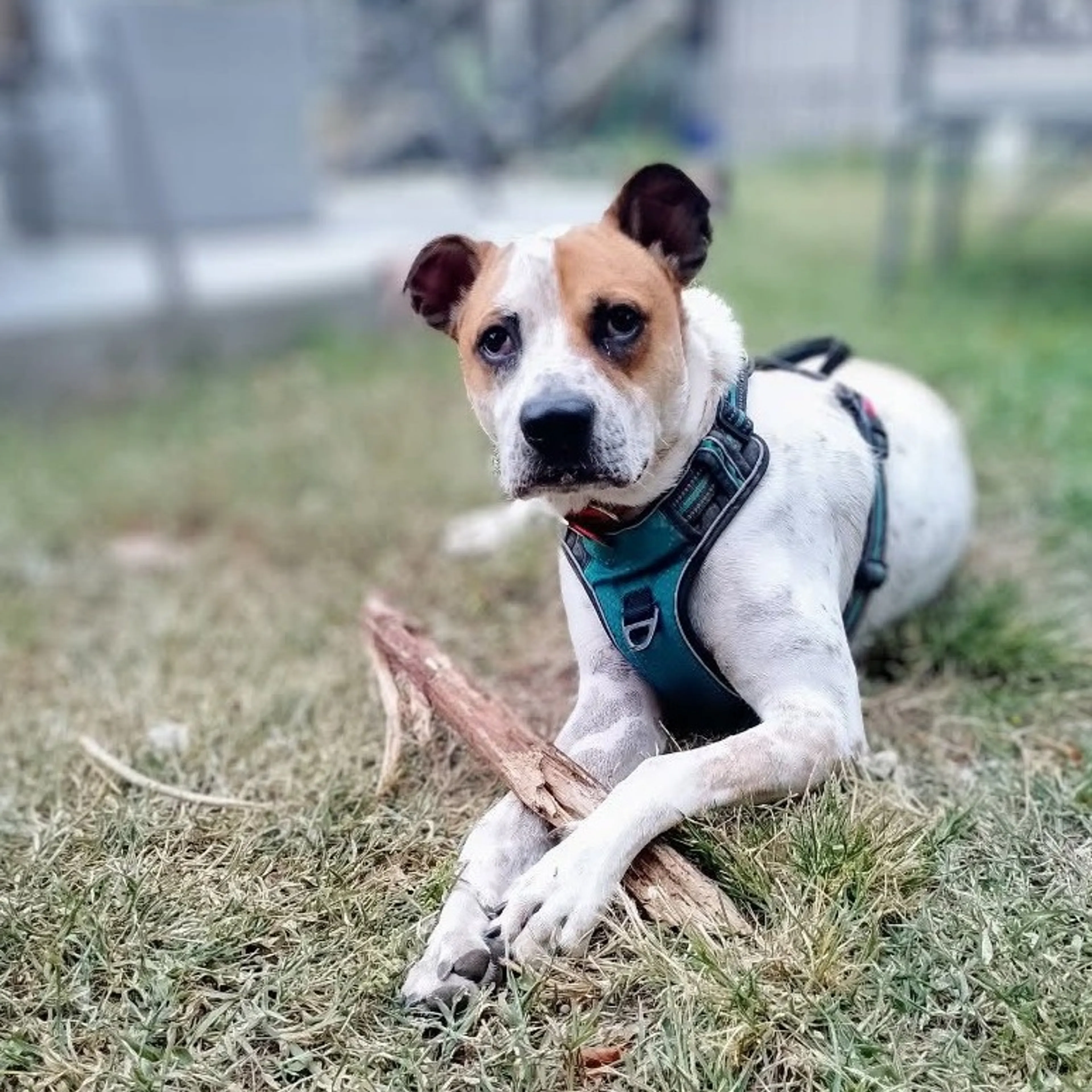 Found pet-3