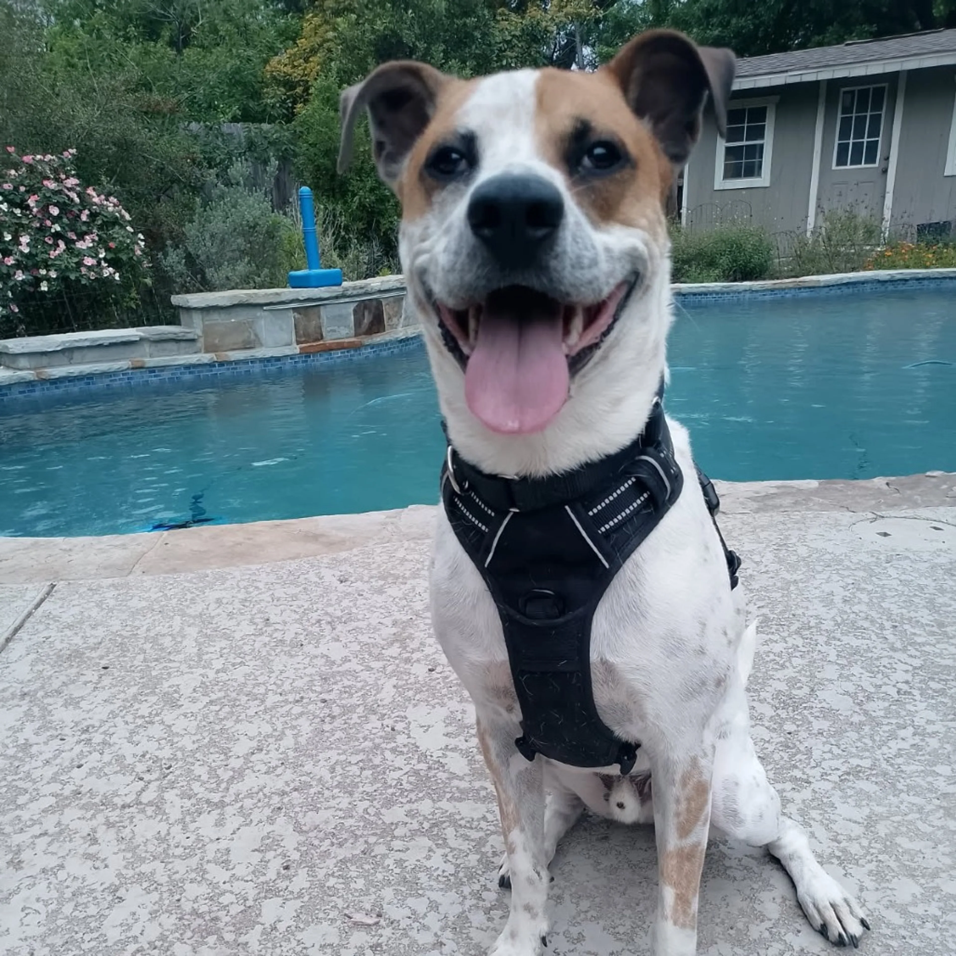 Found pet-4