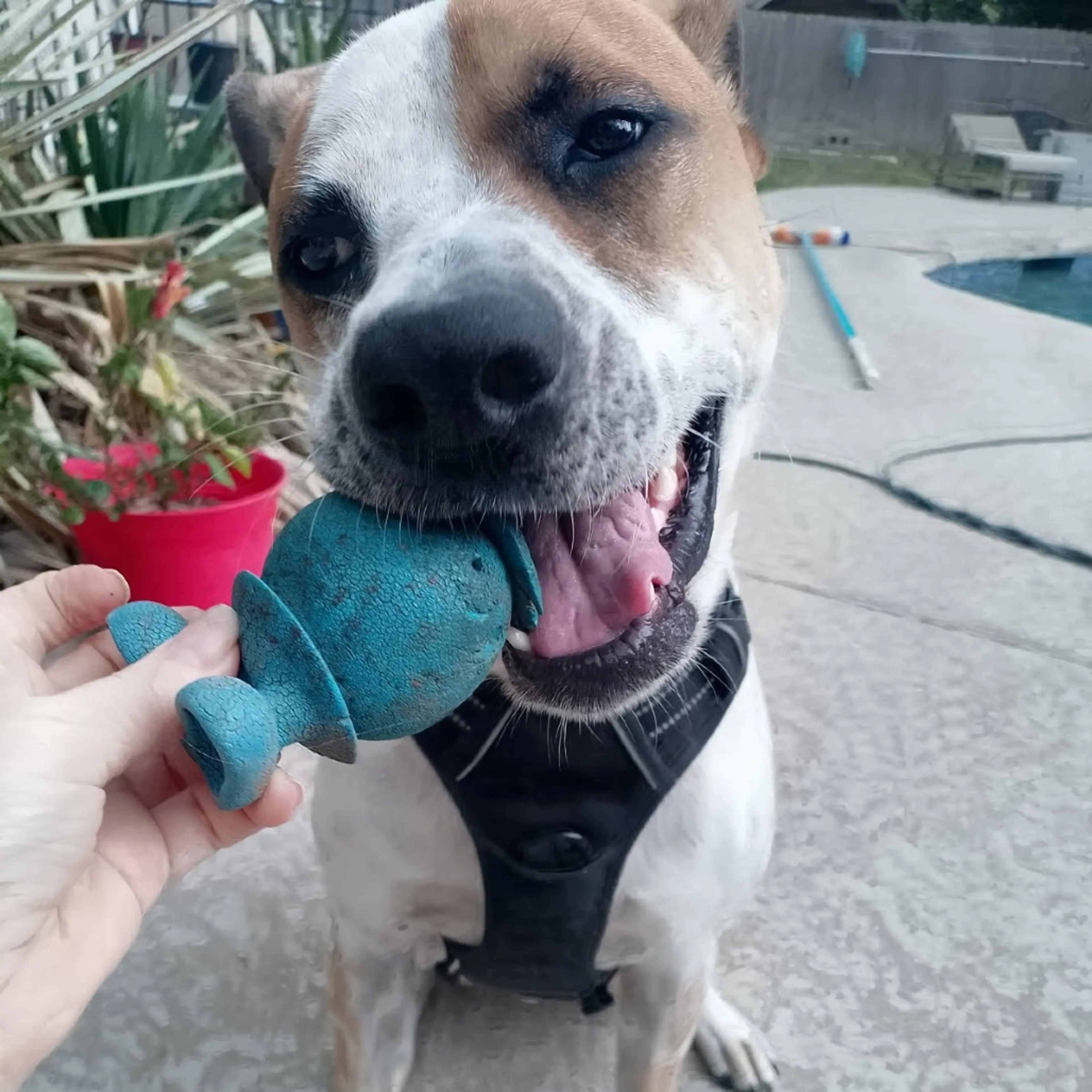 Found pet-5