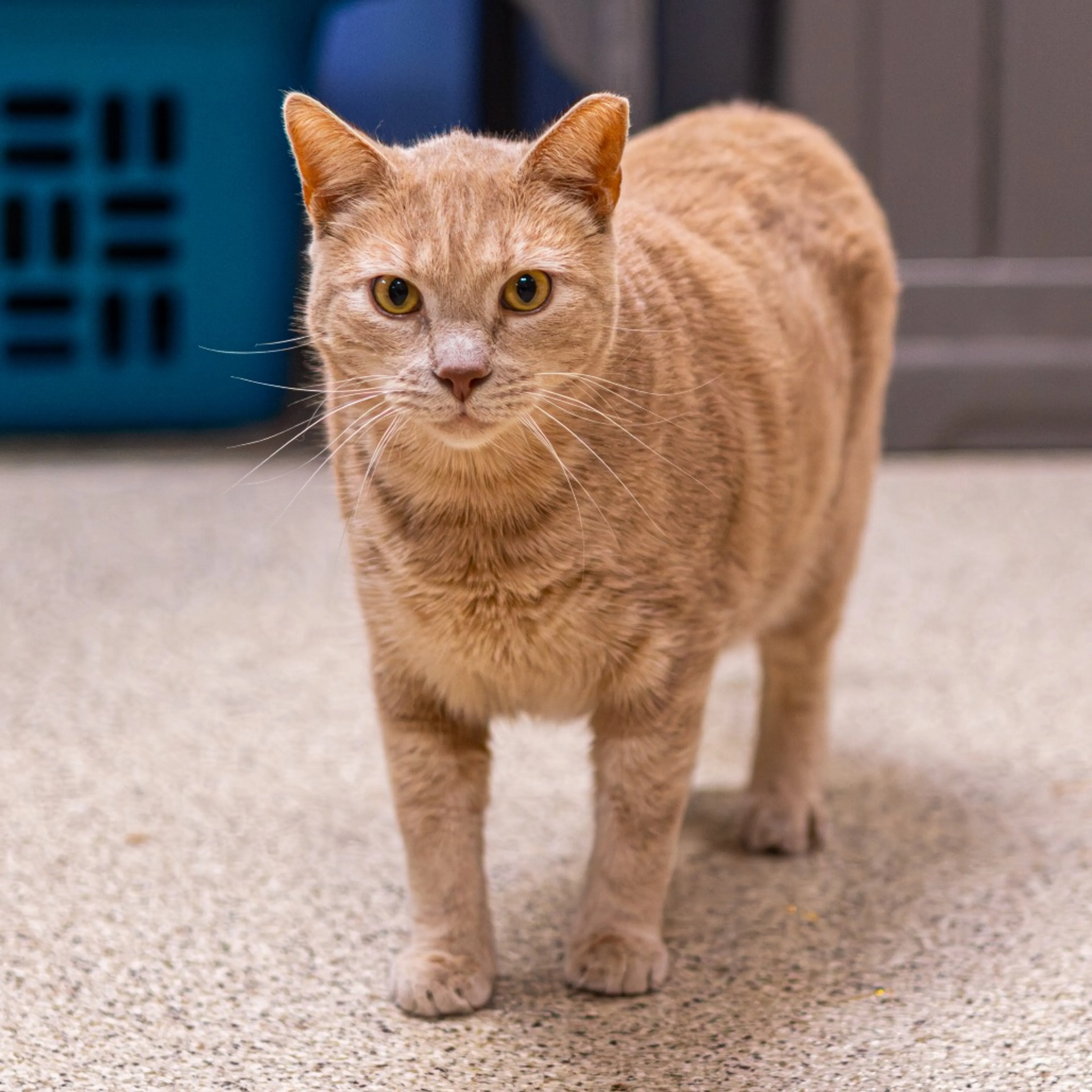 Found pet-6