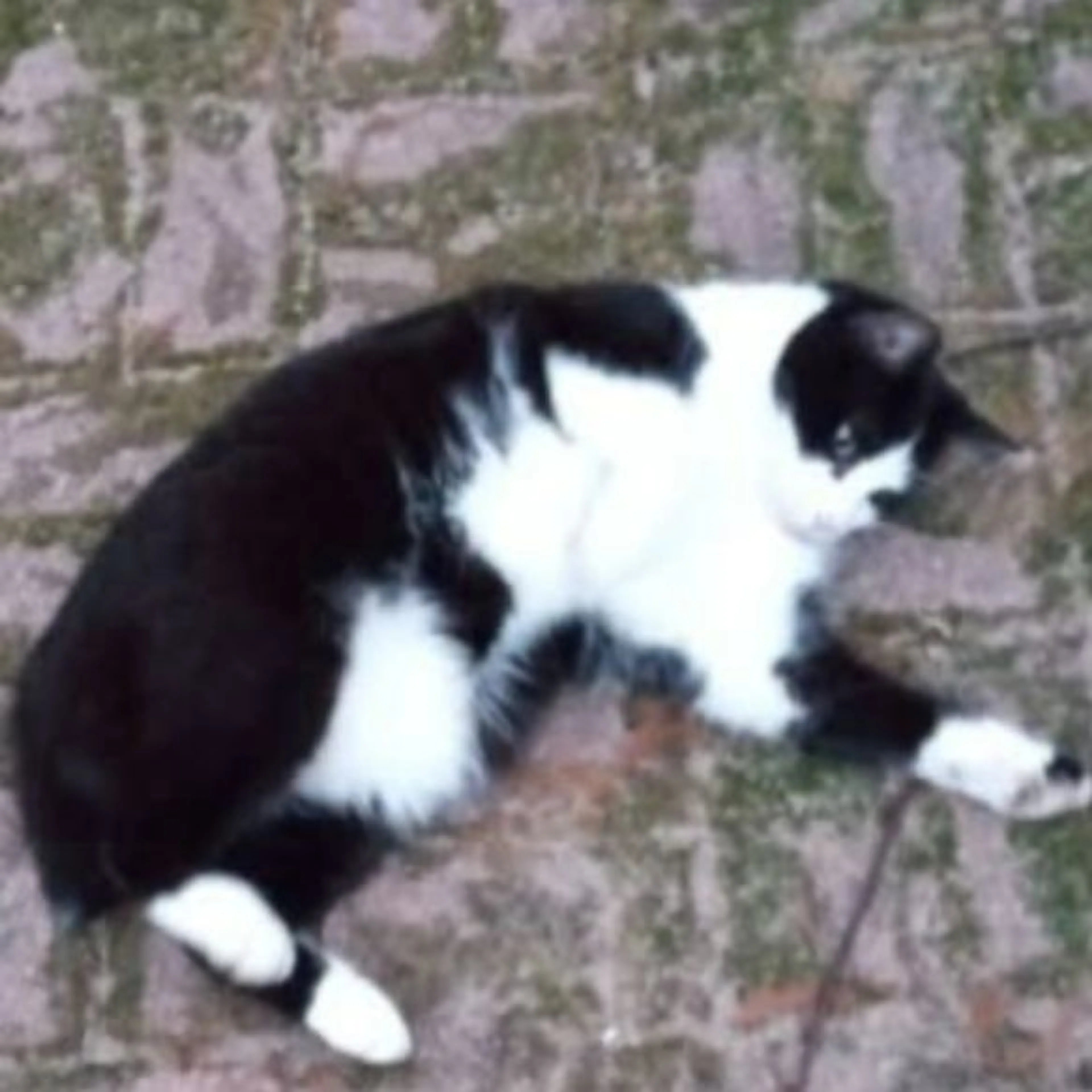 Lost pet