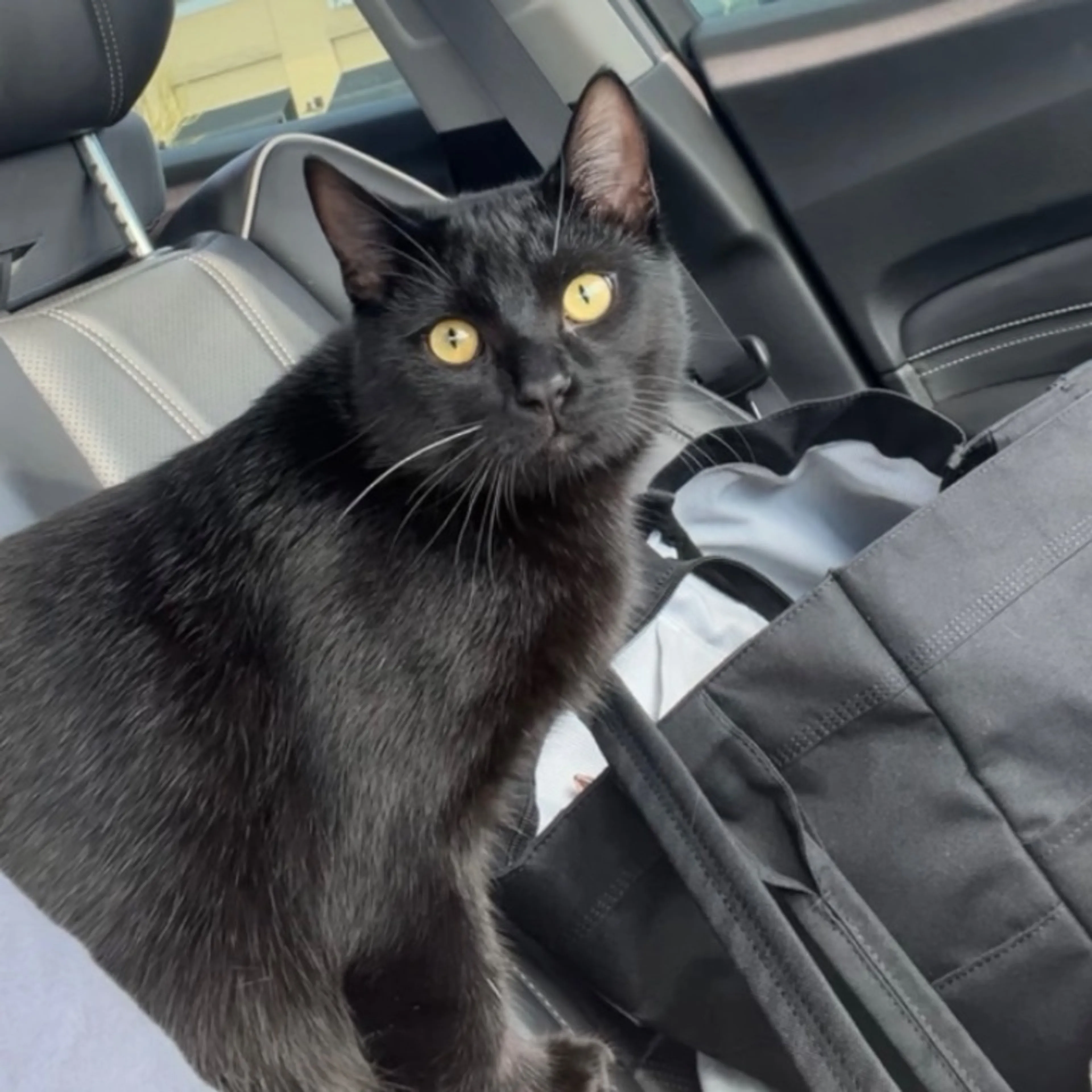Lost pet-0