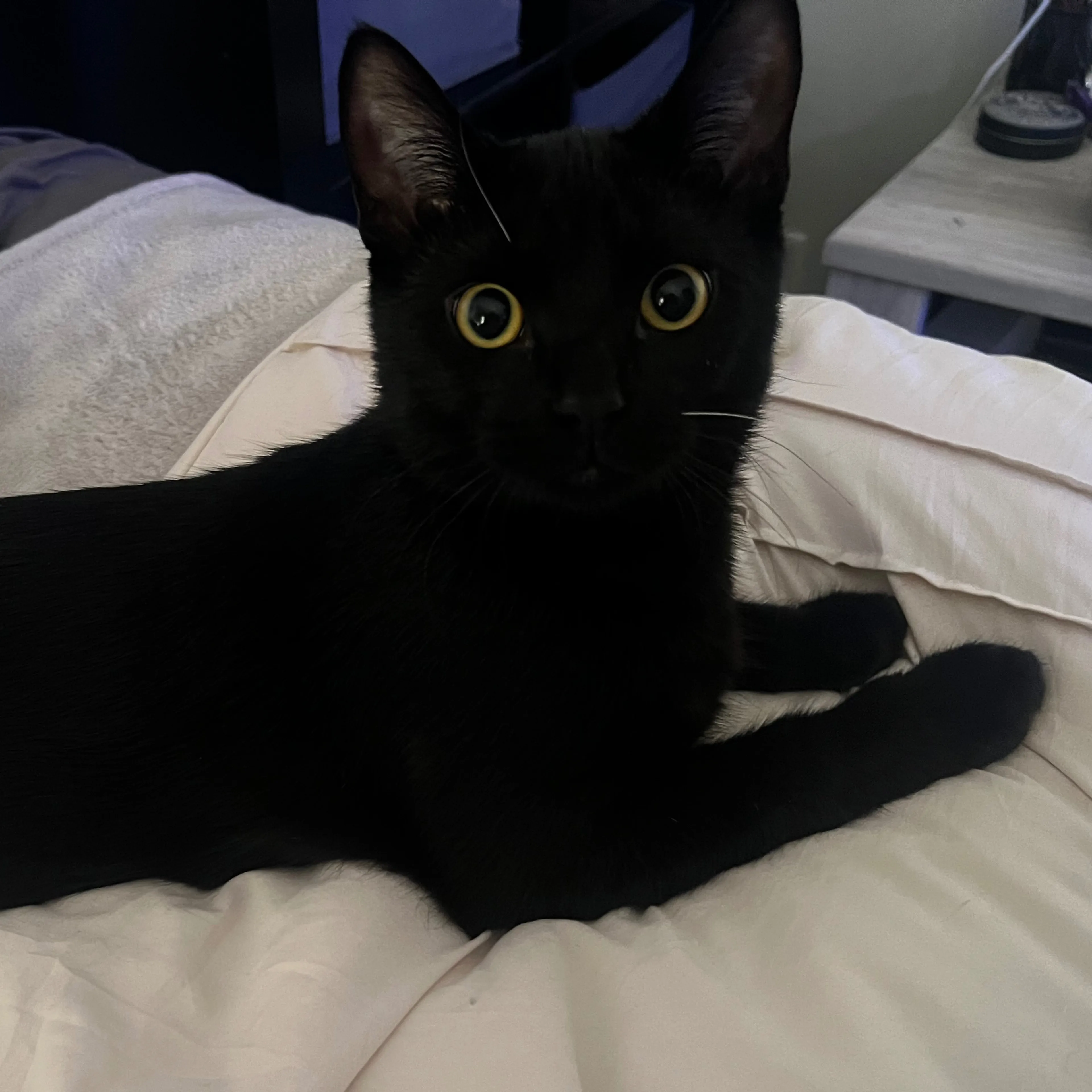 Lost pet-1