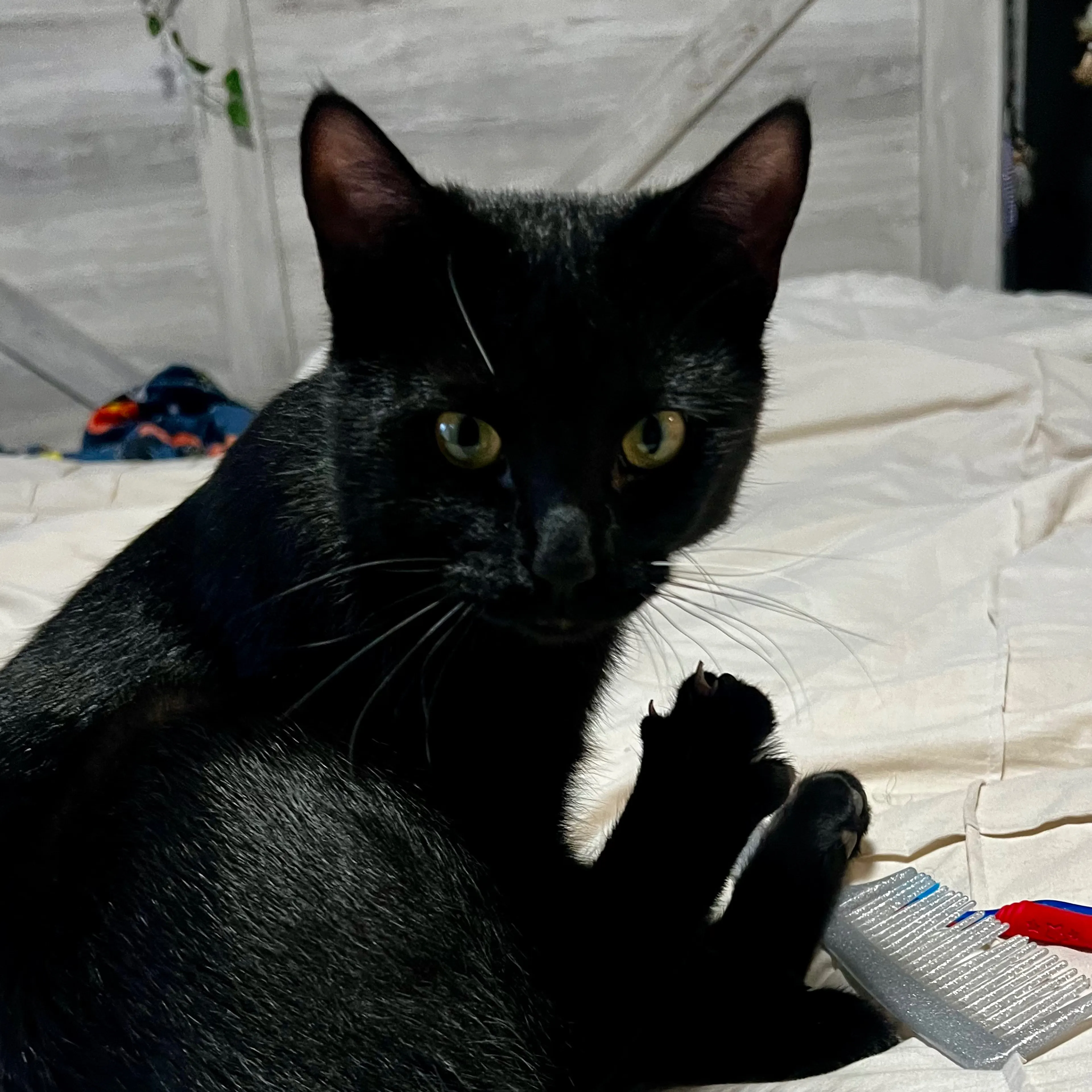 Lost pet-2