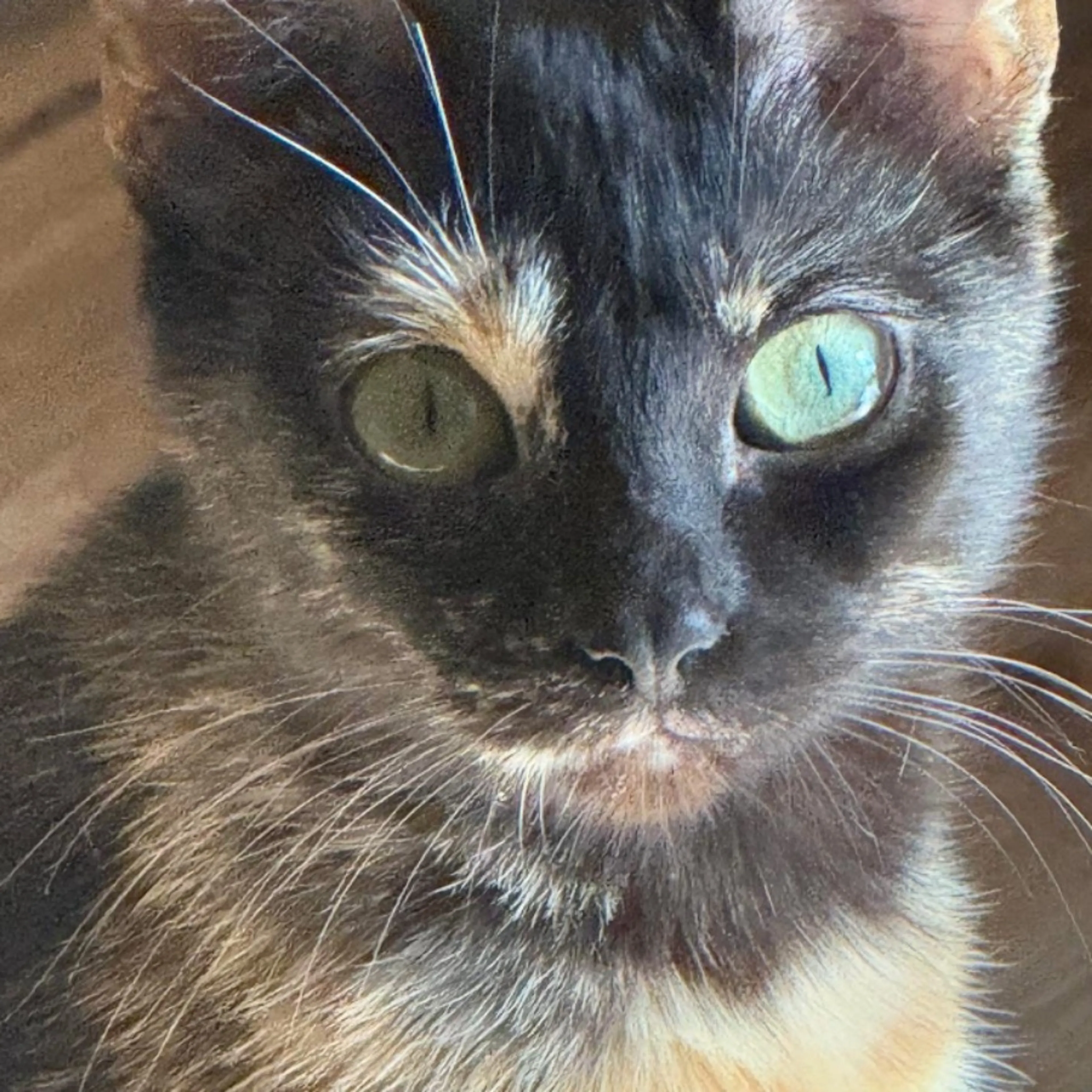Lost pet
