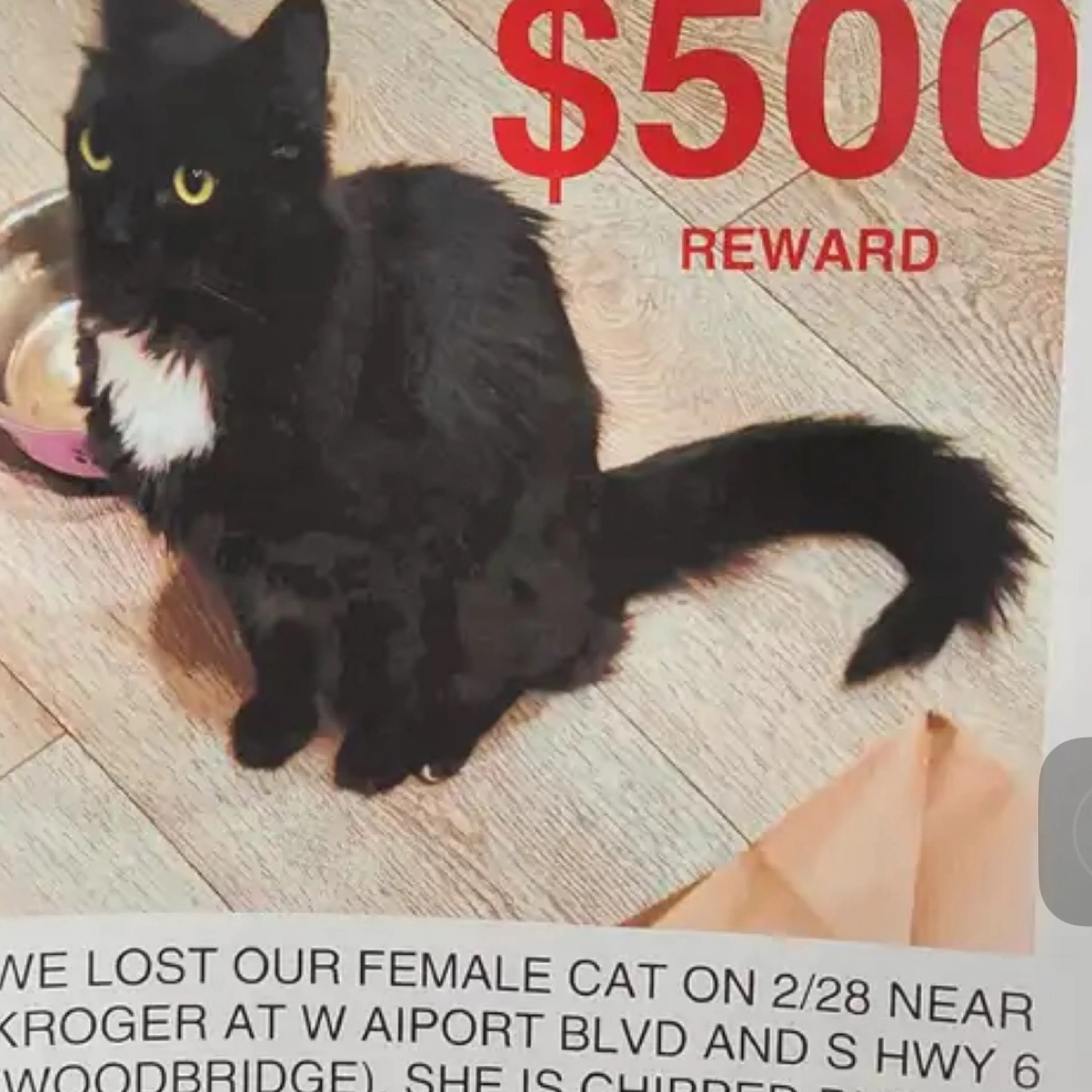 Lost pet-1