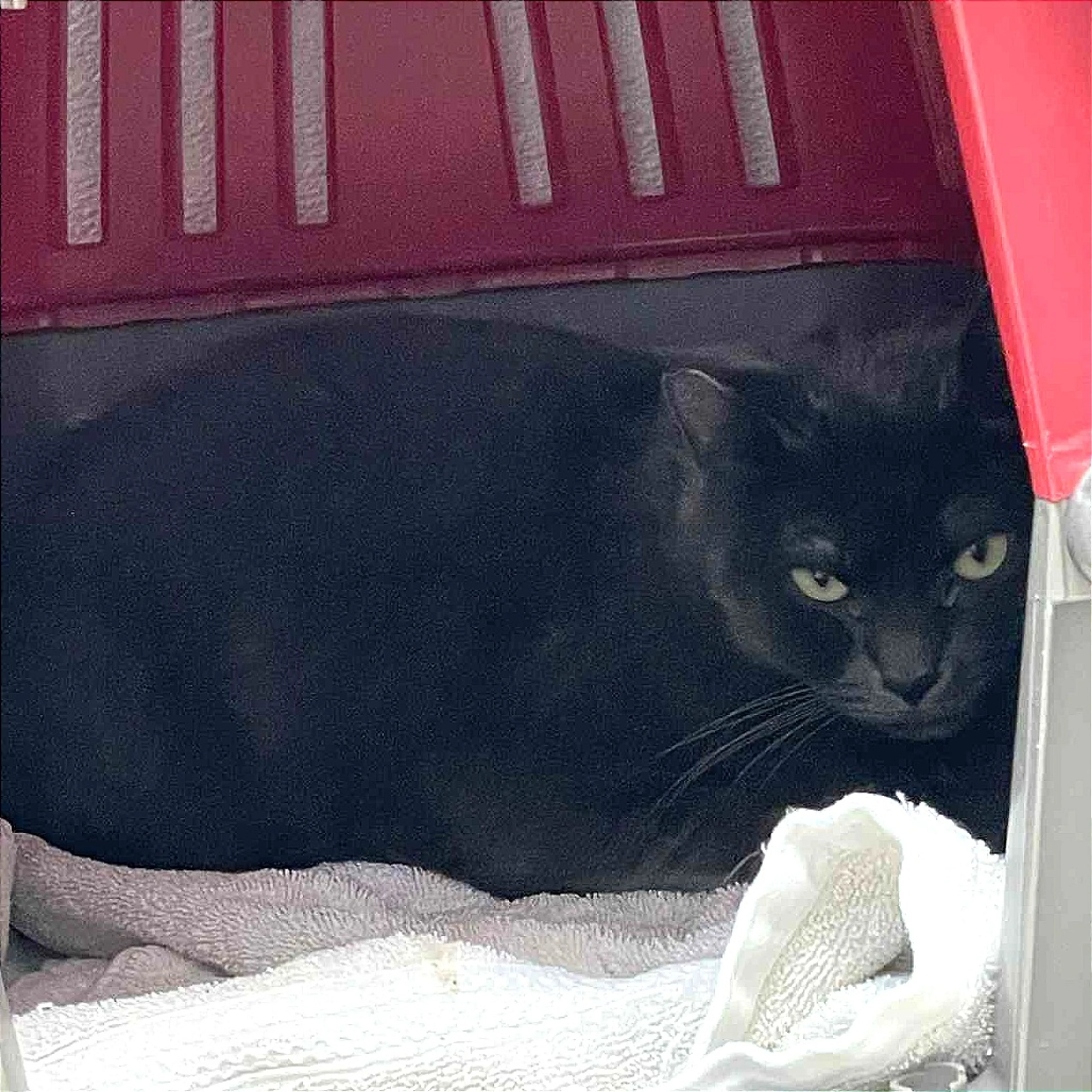 Found pet-2